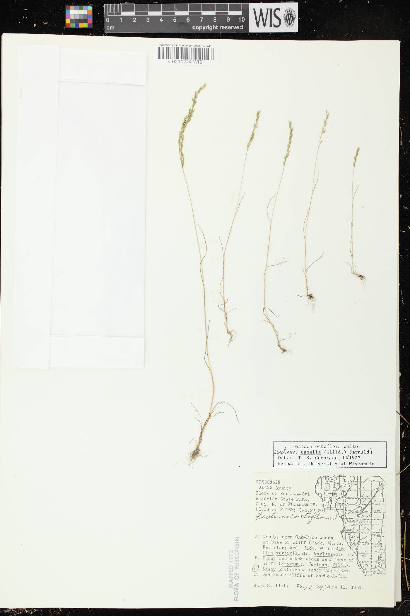 Festuca octoflora image