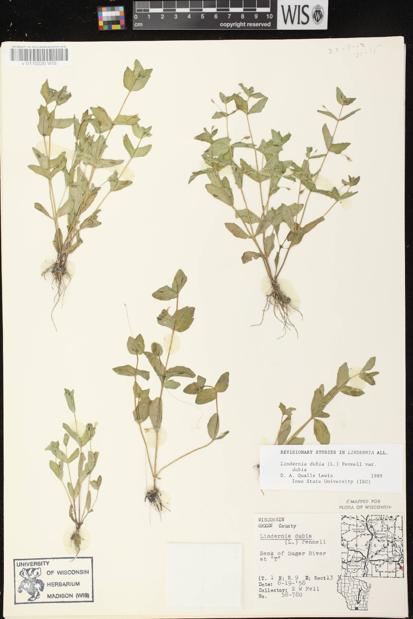 Lindernia dubia image