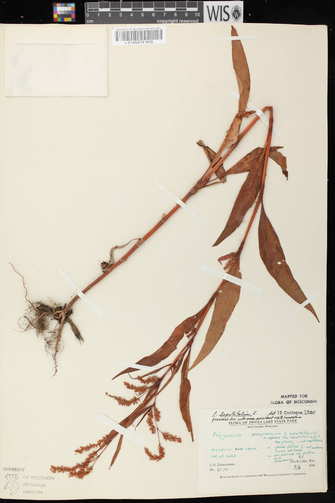 Persicaria lapathifolia image
