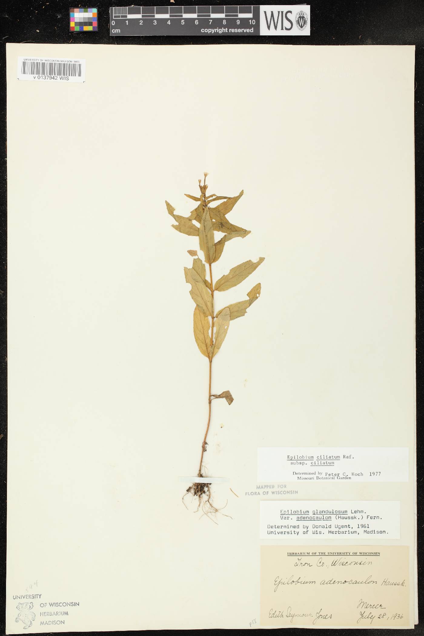 Epilobium ciliatum subsp. ciliatum image