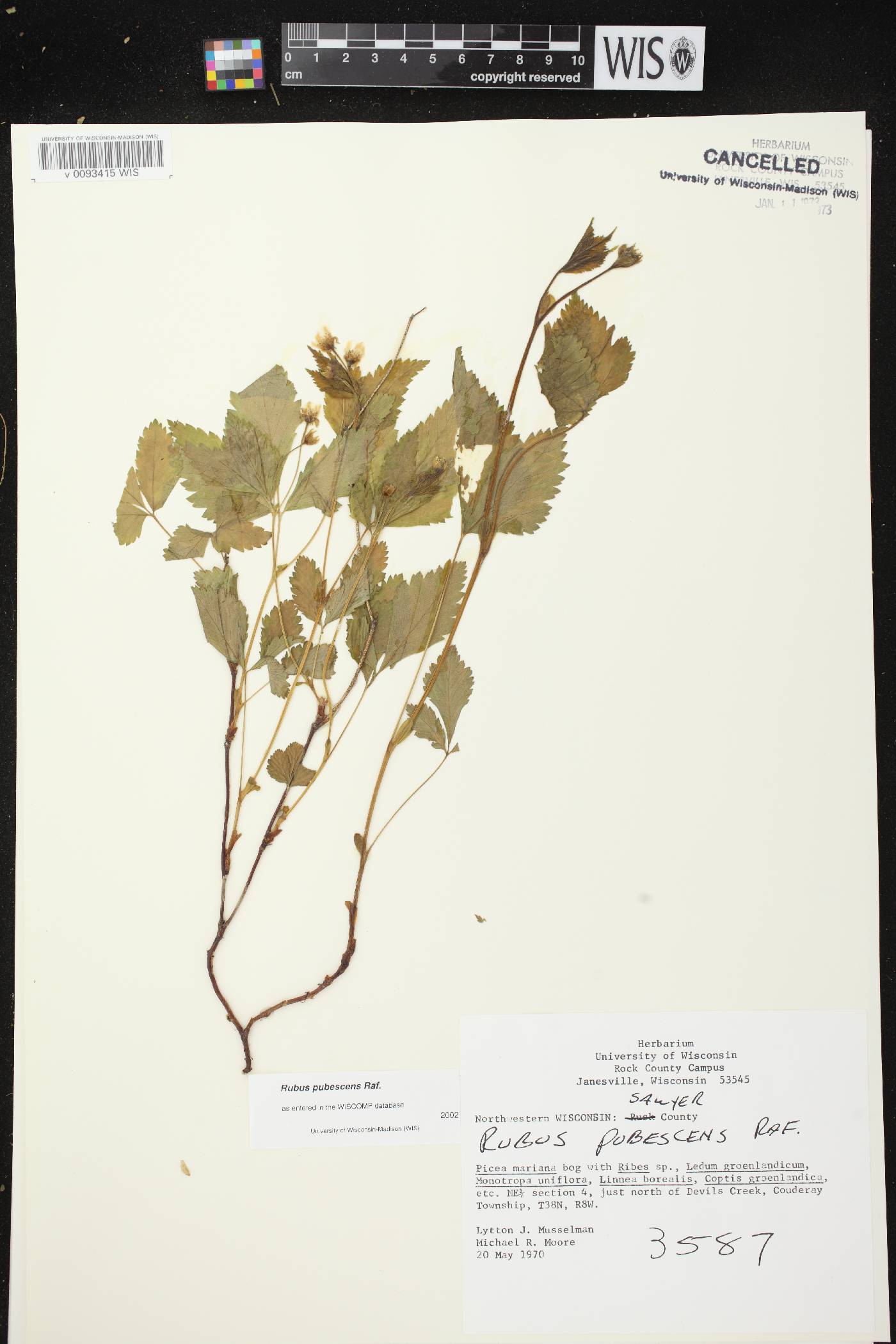 Rubus pubescens image