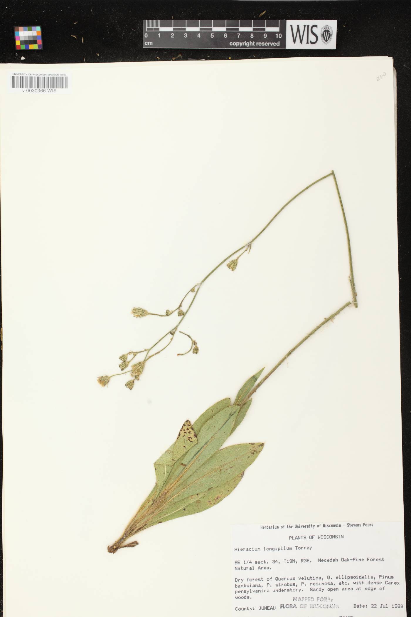 Hieracium longipilum image