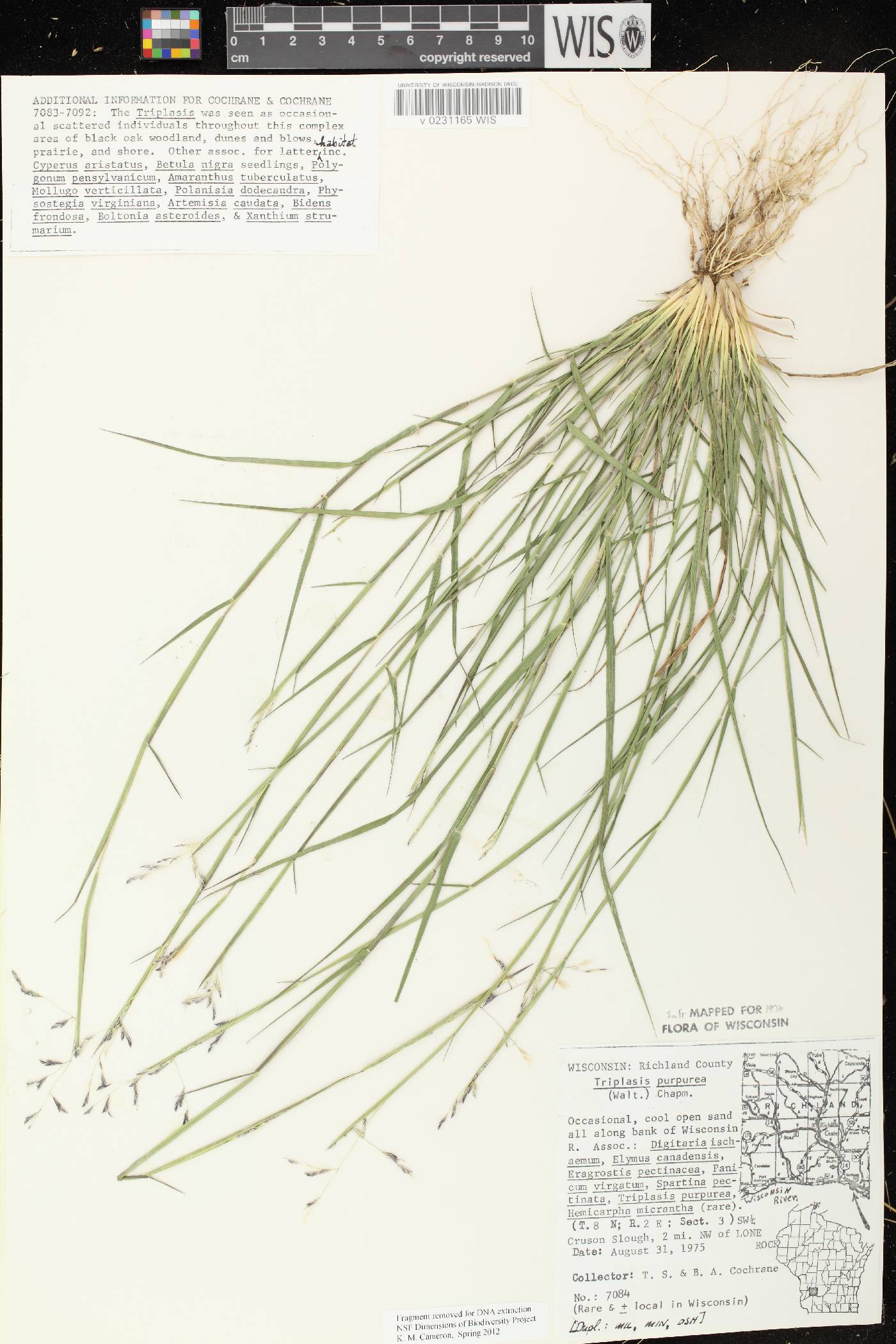 Triplasis purpurea image