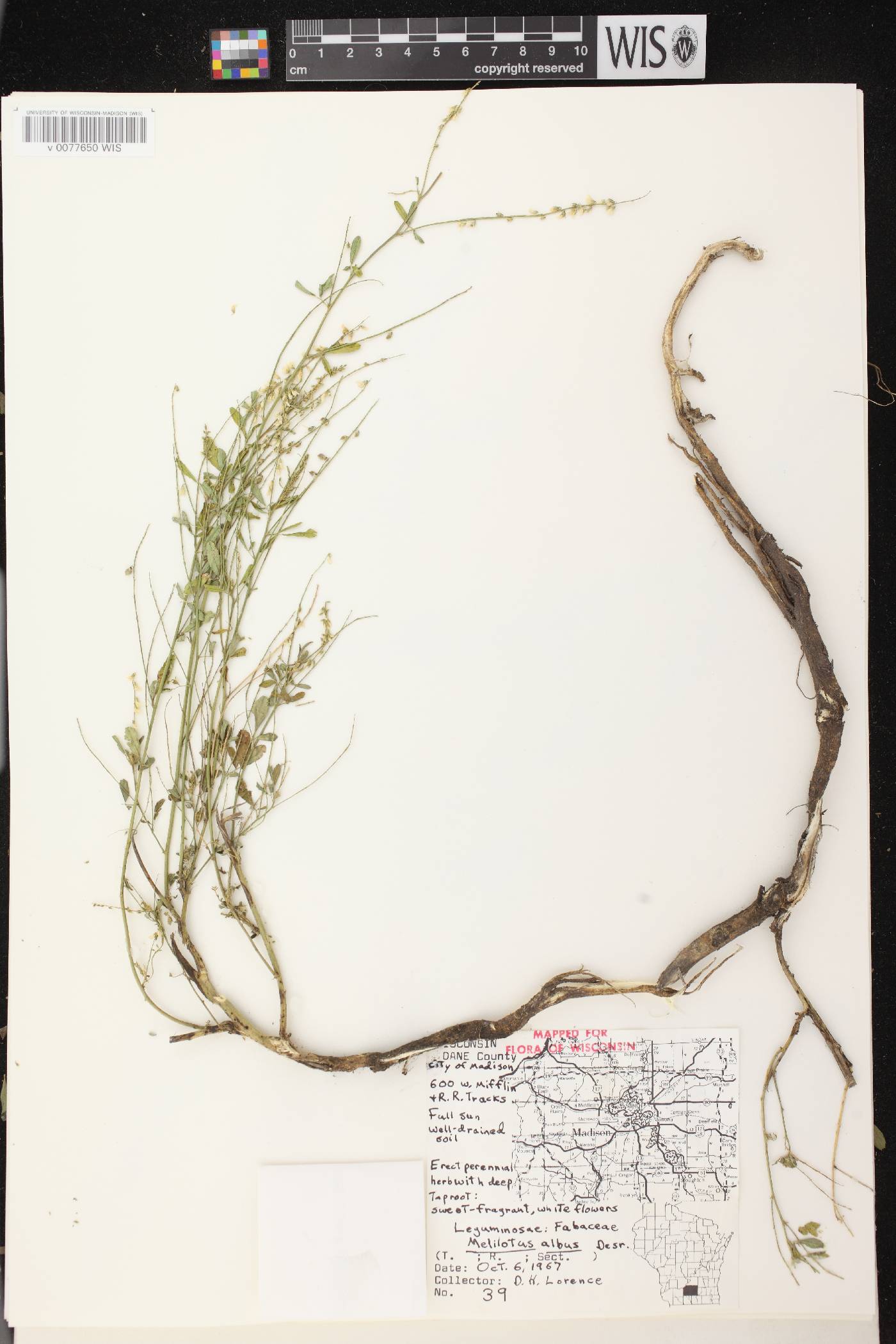 Melilotus albus image