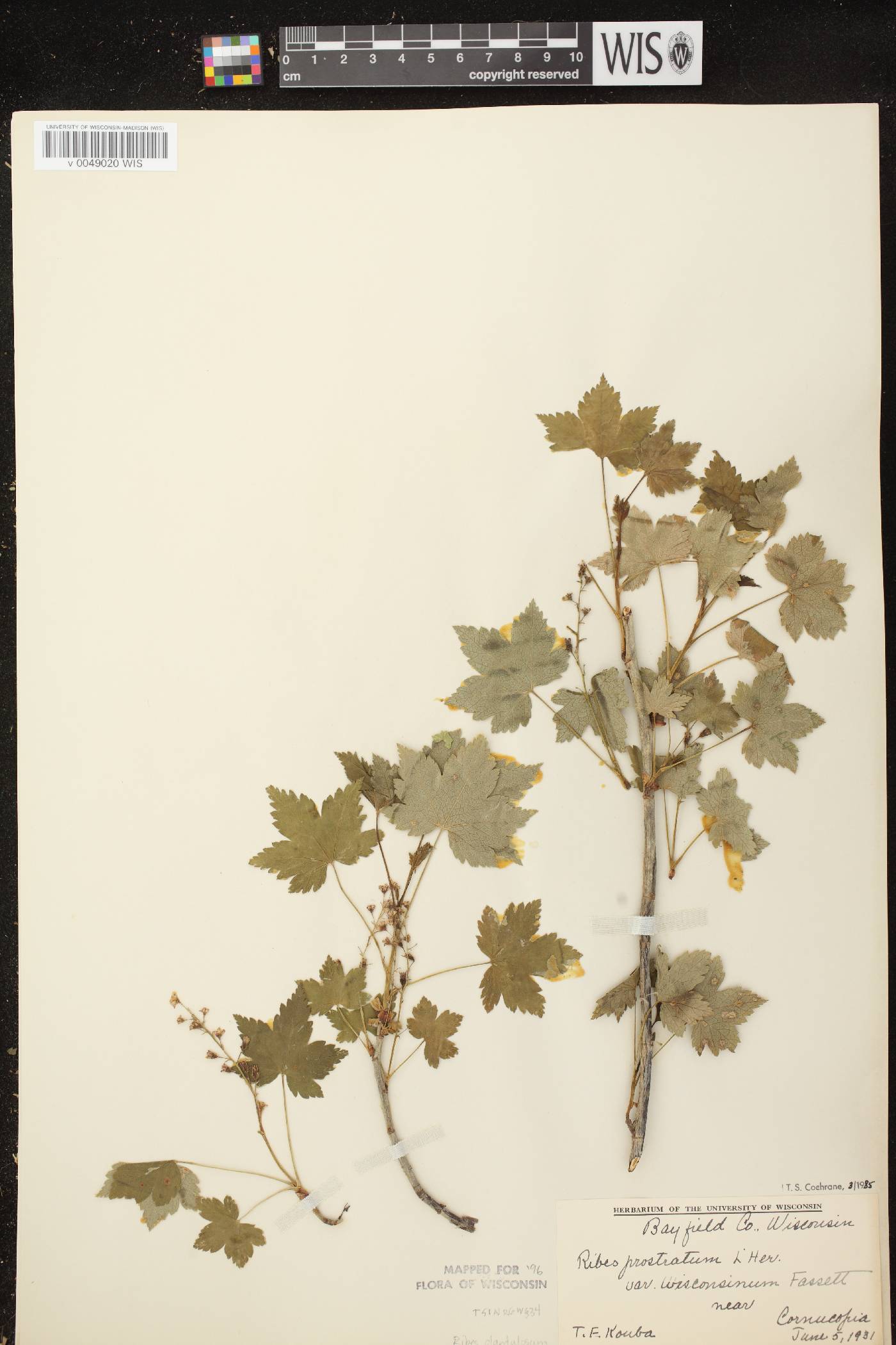 Ribes glandulosum image