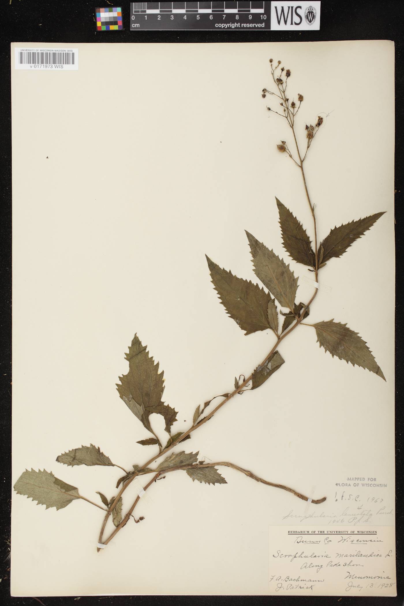 Scrophularia lanceolata image