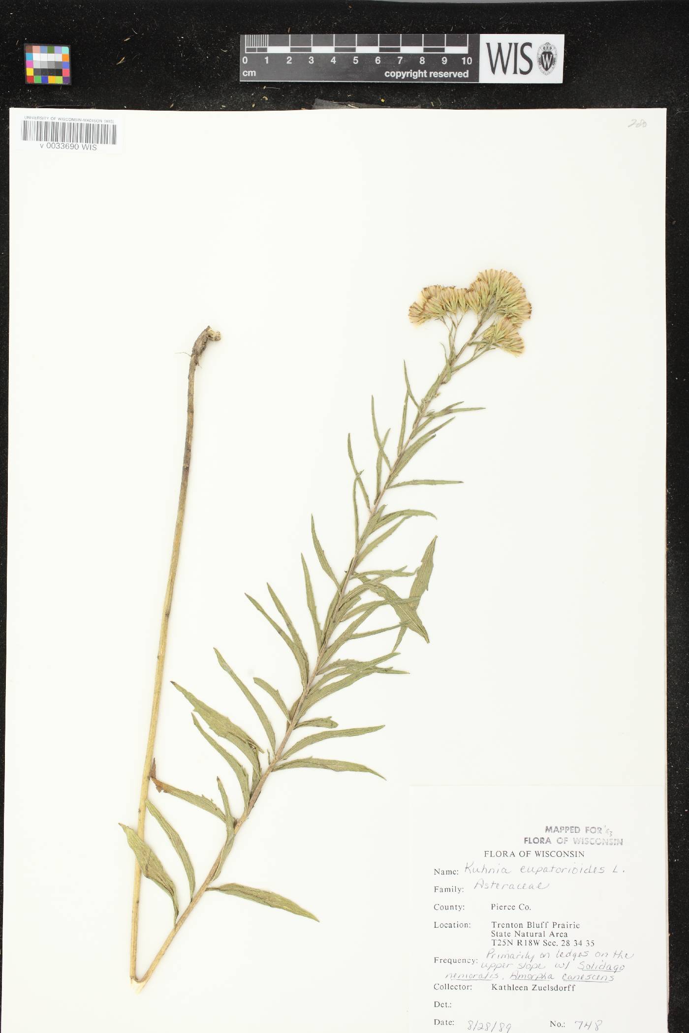Brickellia eupatorioides image