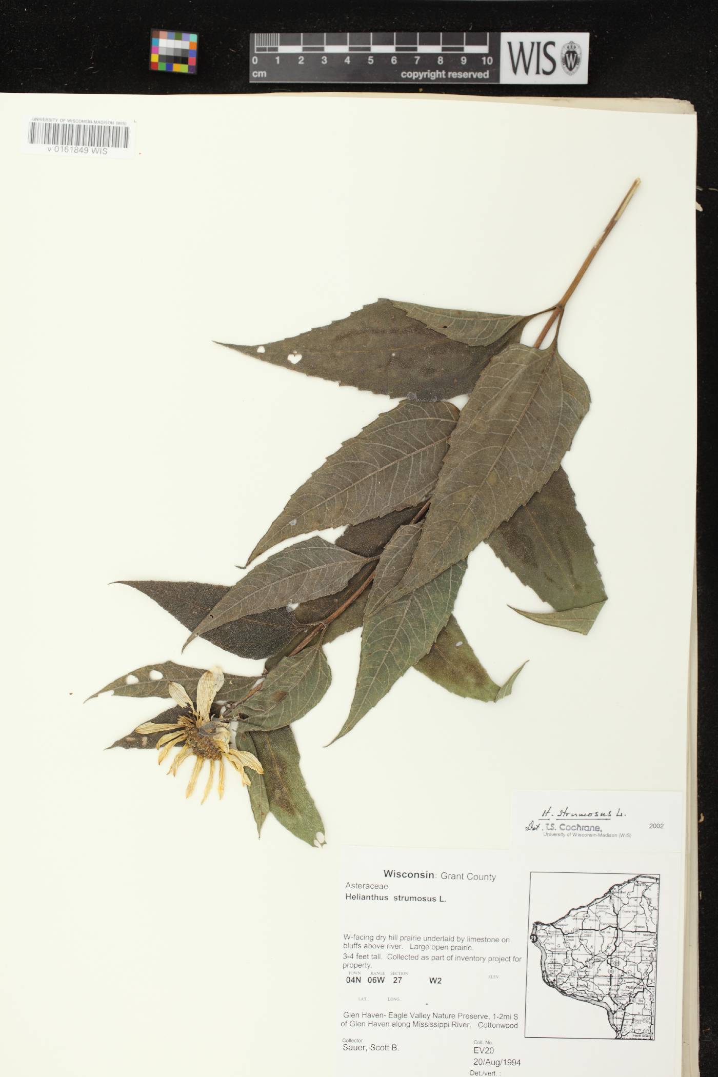 Helianthus strumosus image
