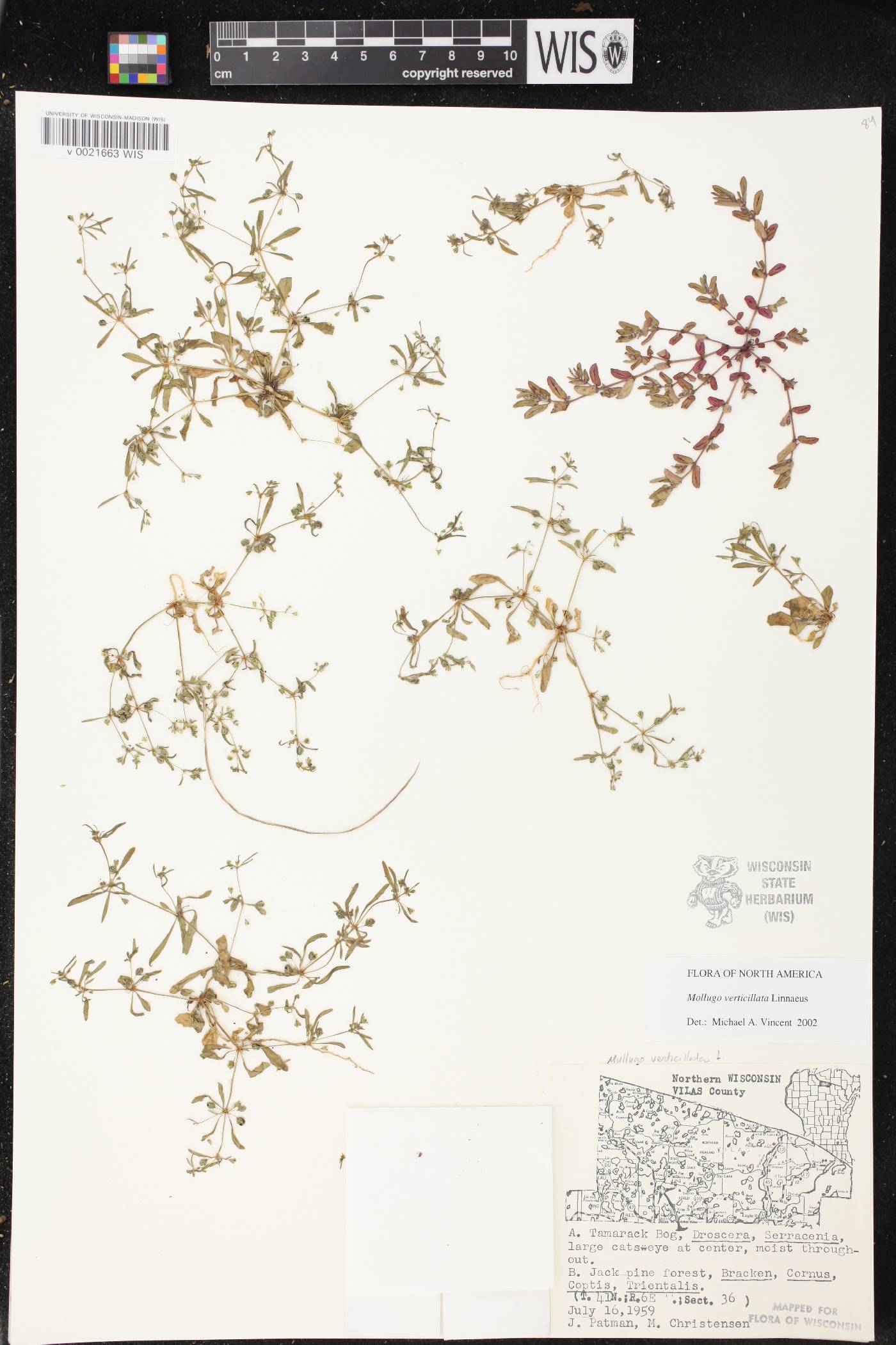 Mollugo verticillata image
