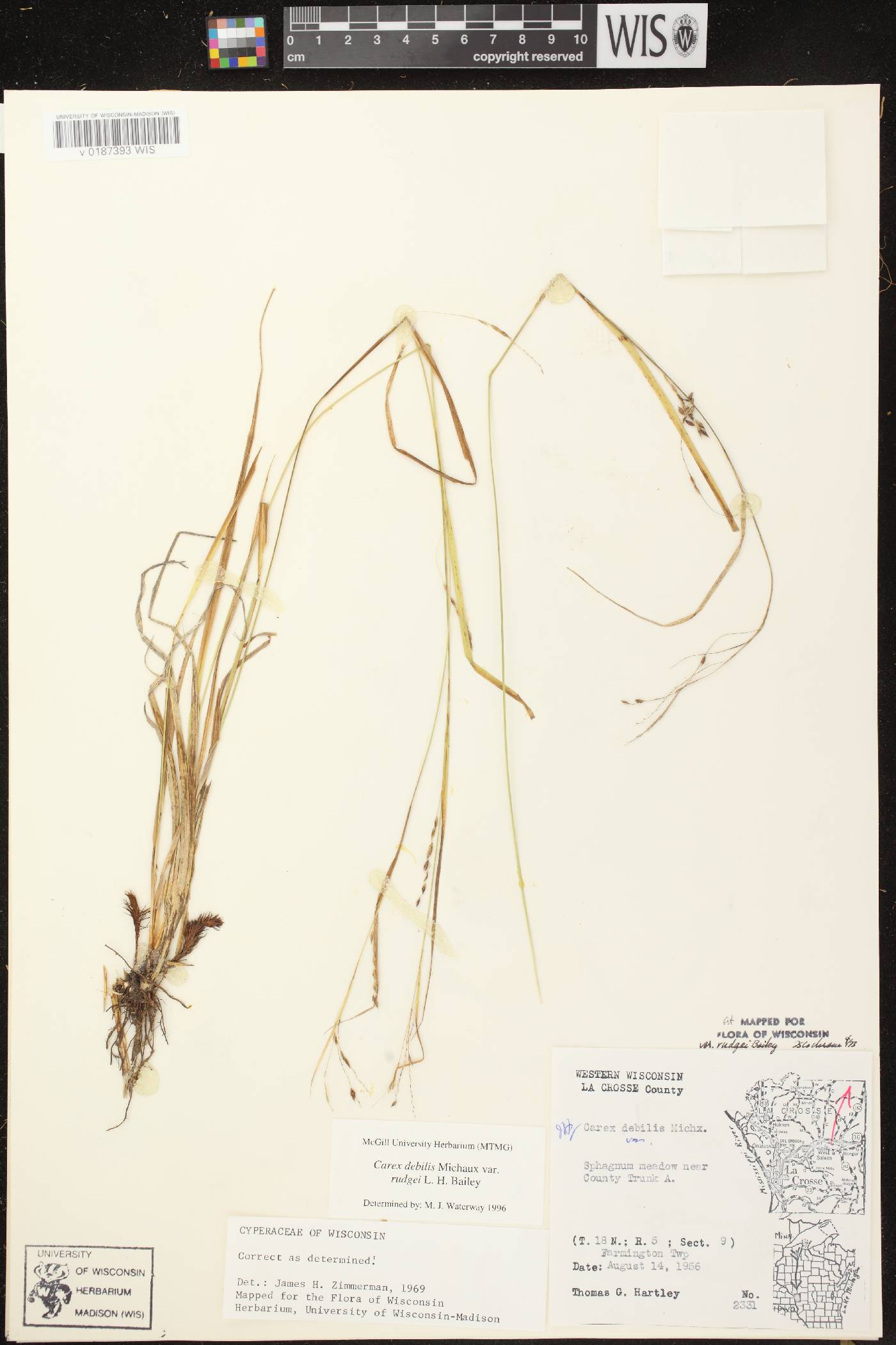 Carex debilis var. rudgei image