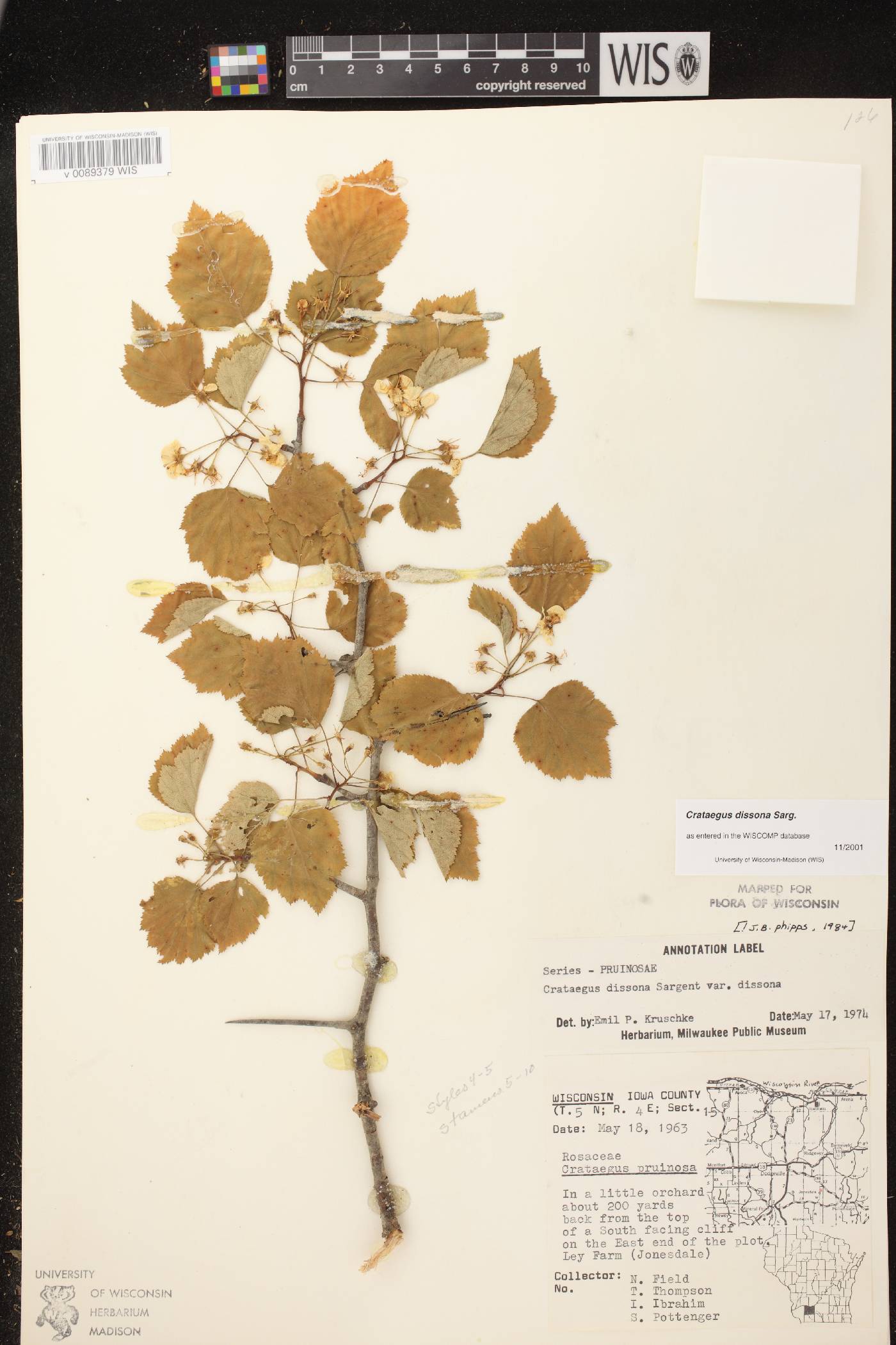 Crataegus pruinosa var. dissona image