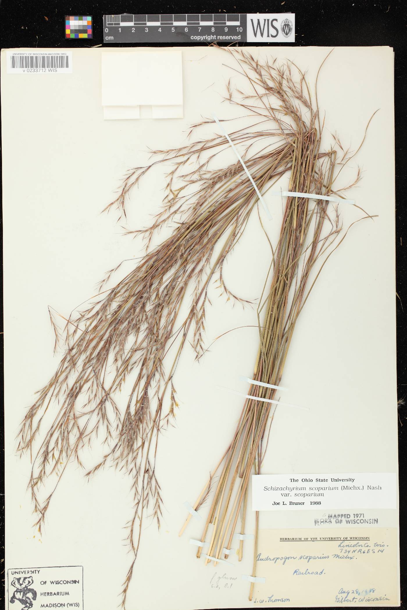 Schizachyrium scoparium var. scoparium image
