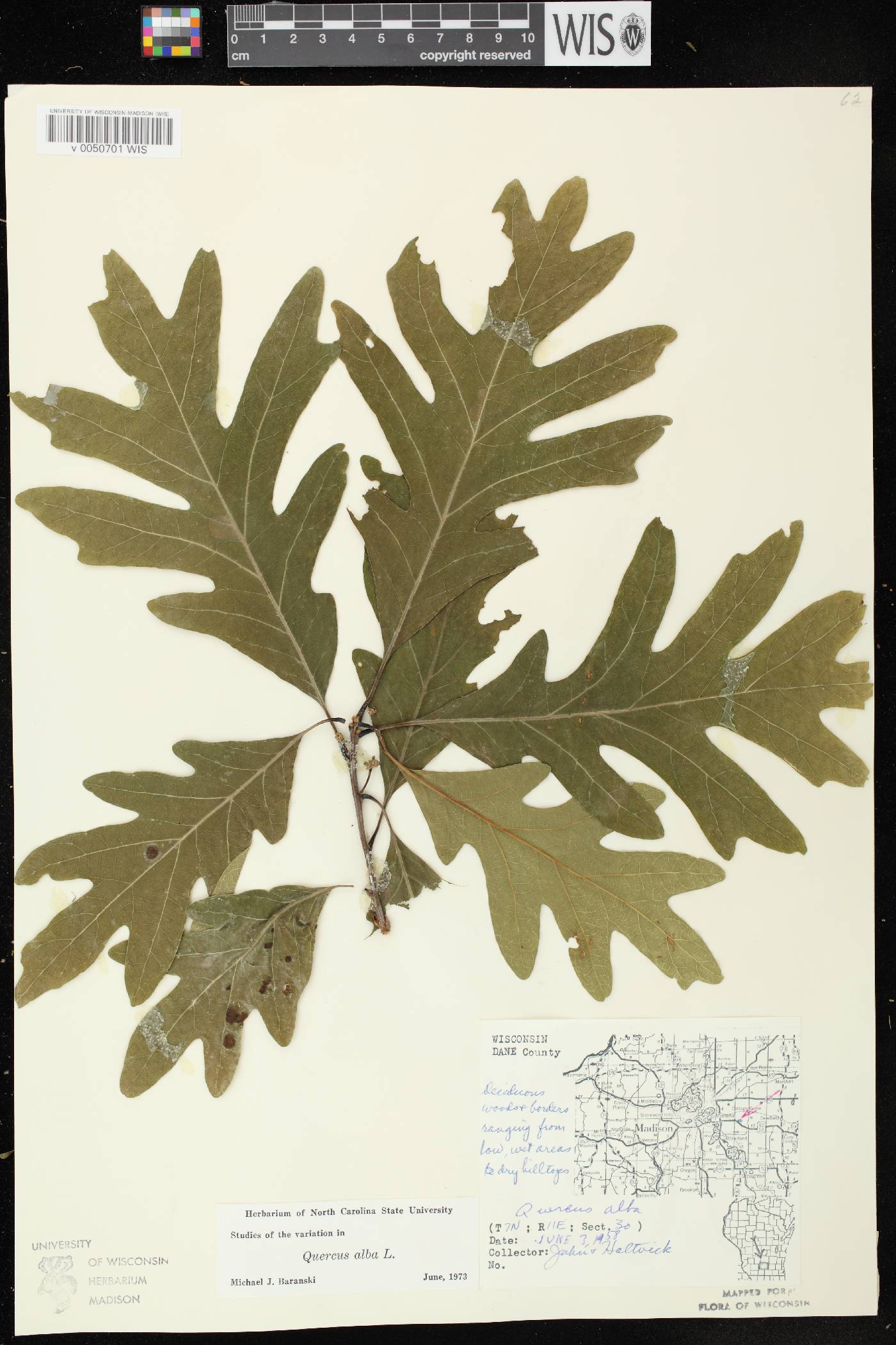 Quercus alba image