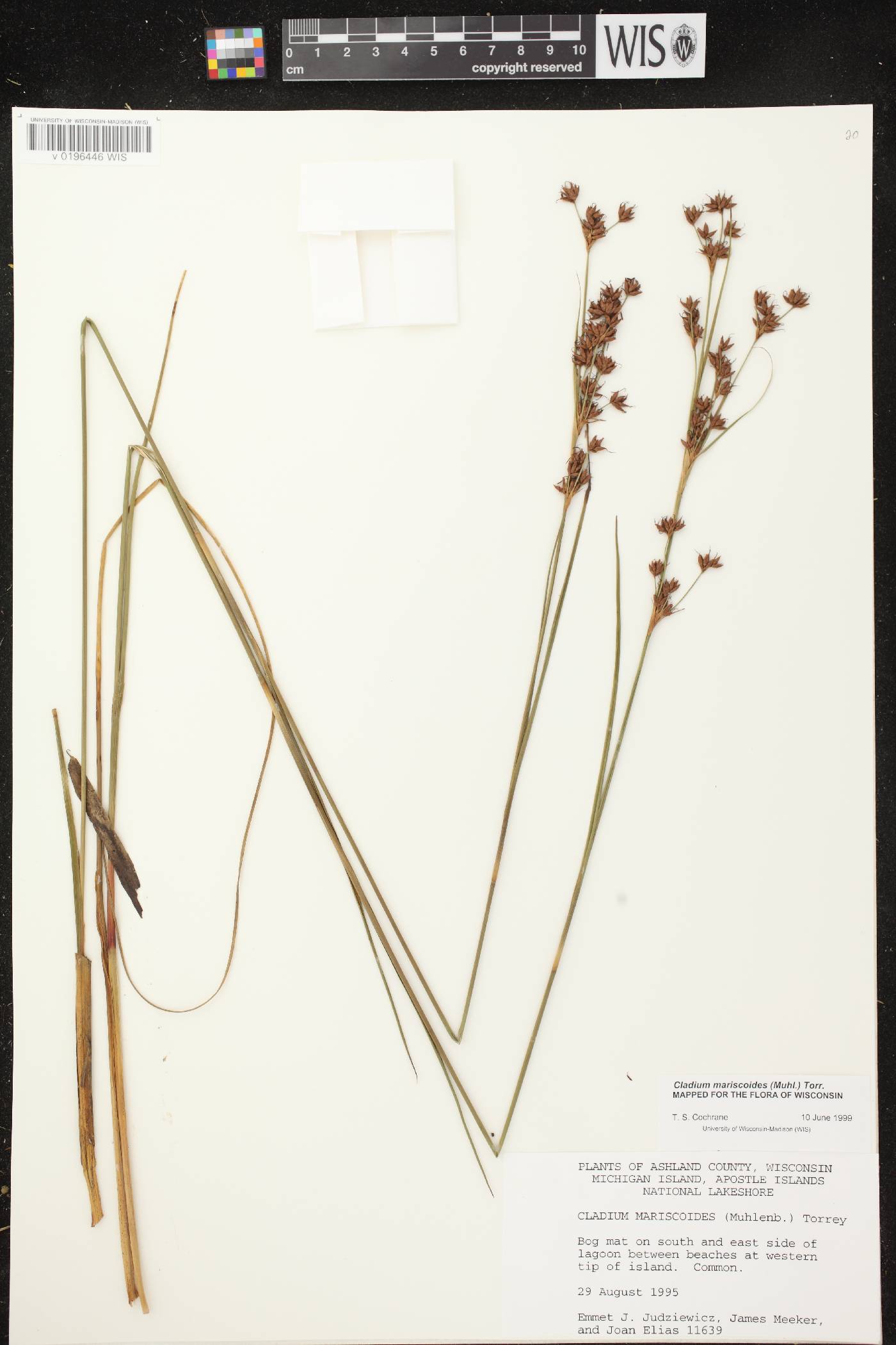 Cladium mariscoides image