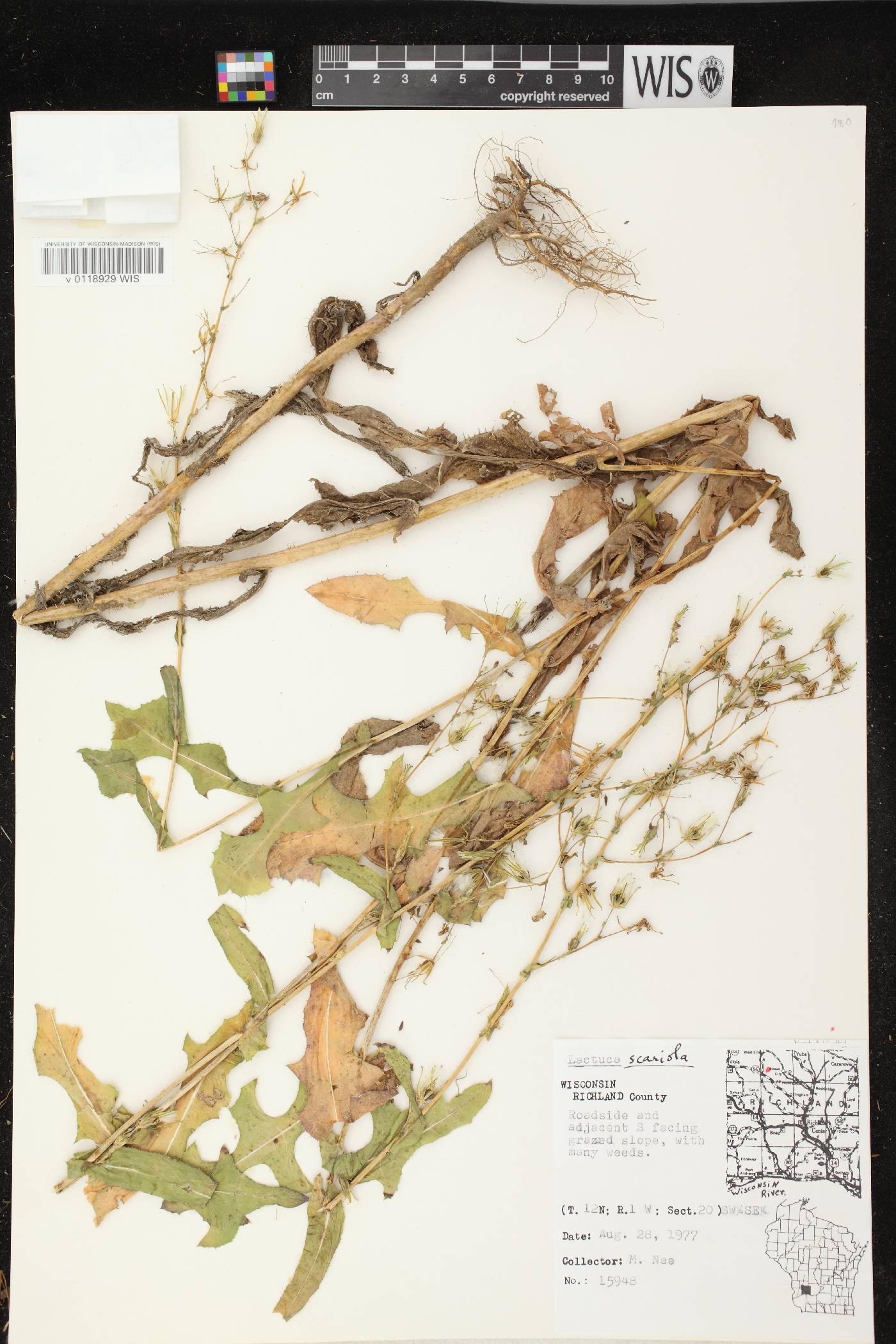 Lactuca serriola image