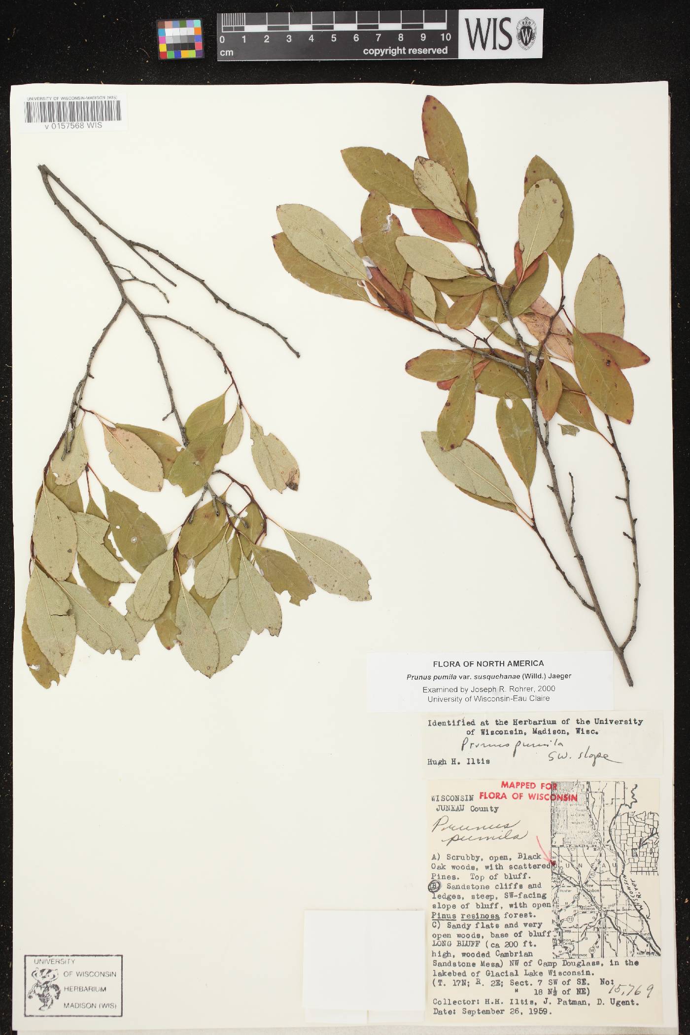 Prunus pumila image