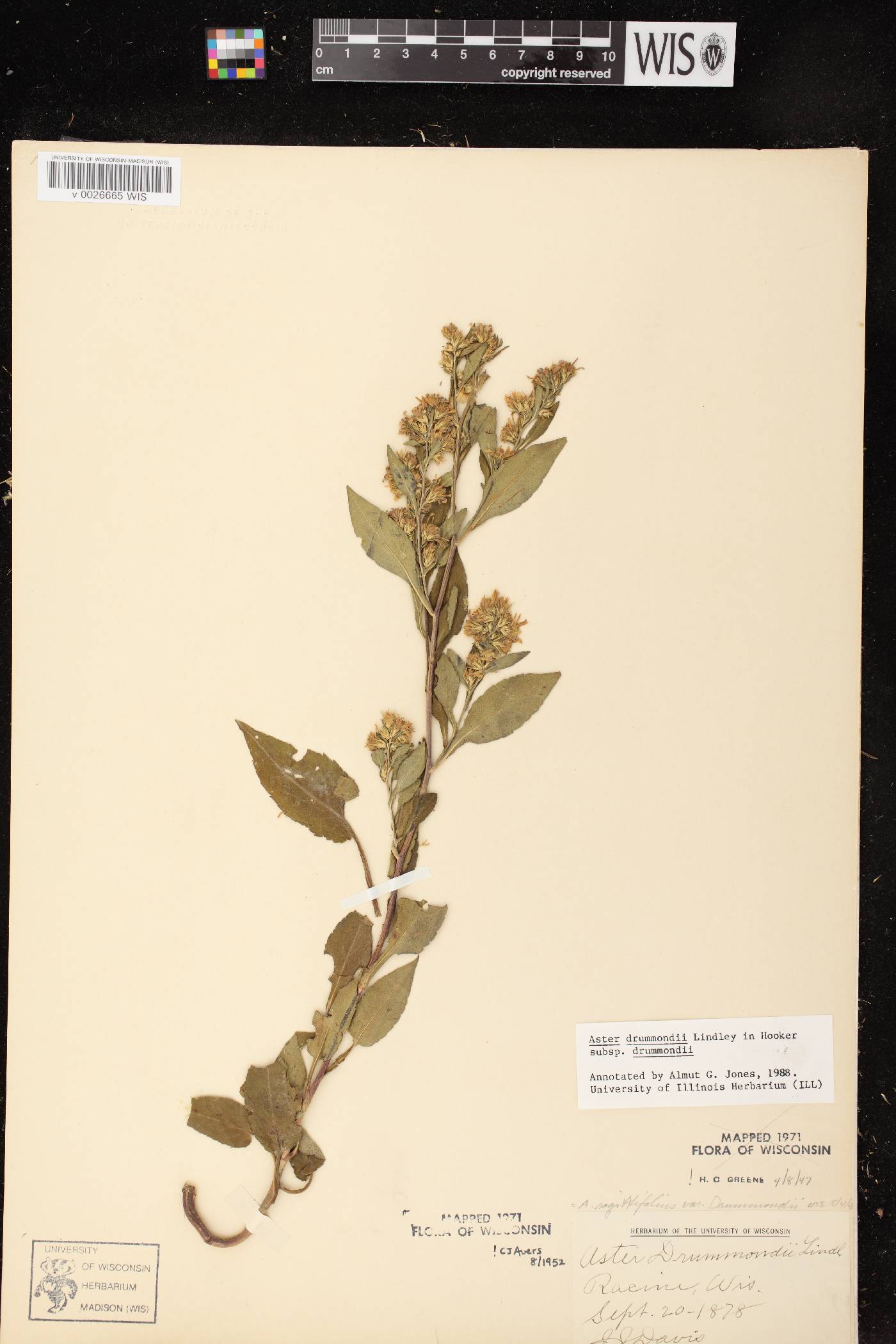 Symphyotrichum drummondii image