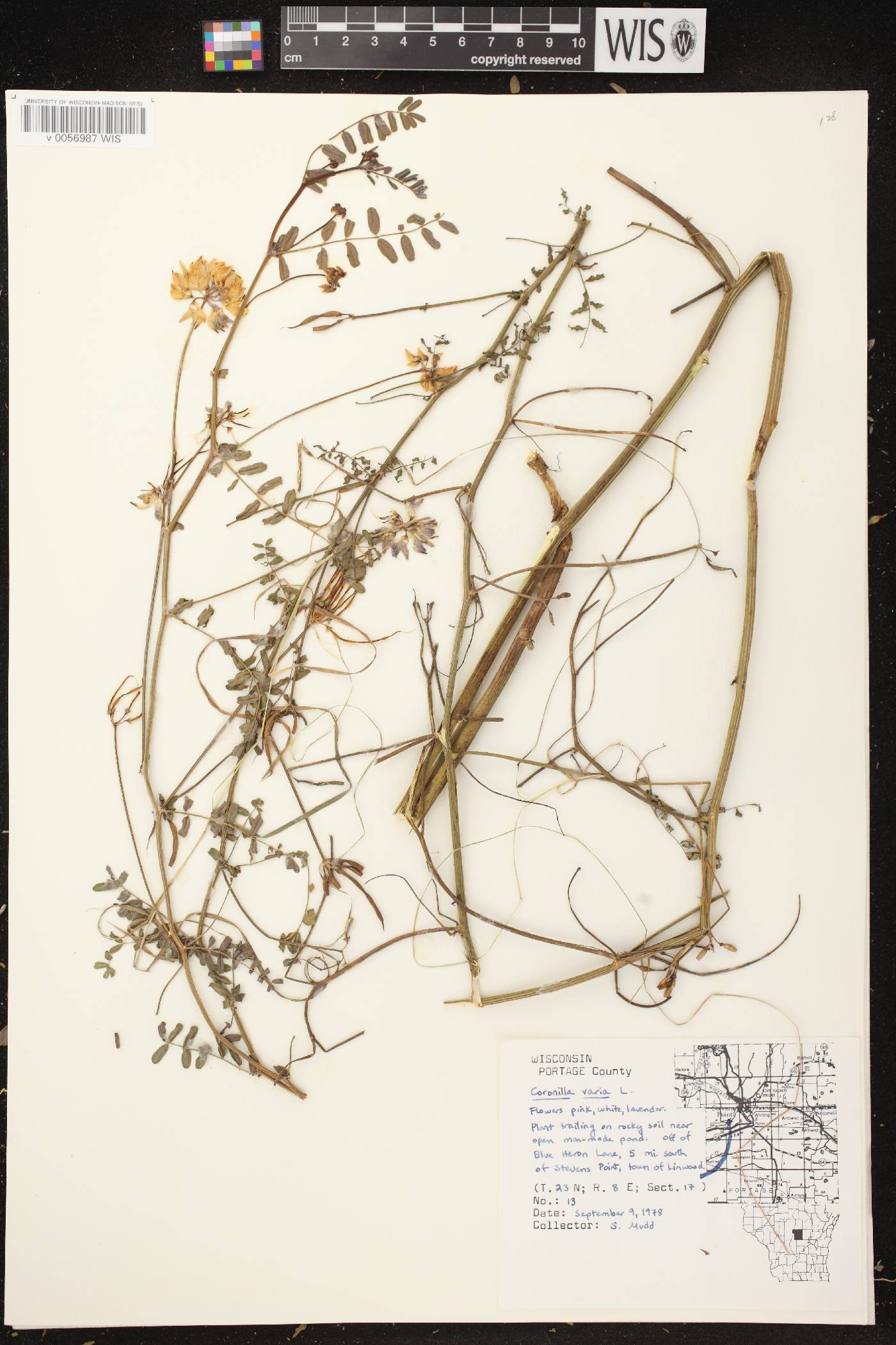Securigera varia image