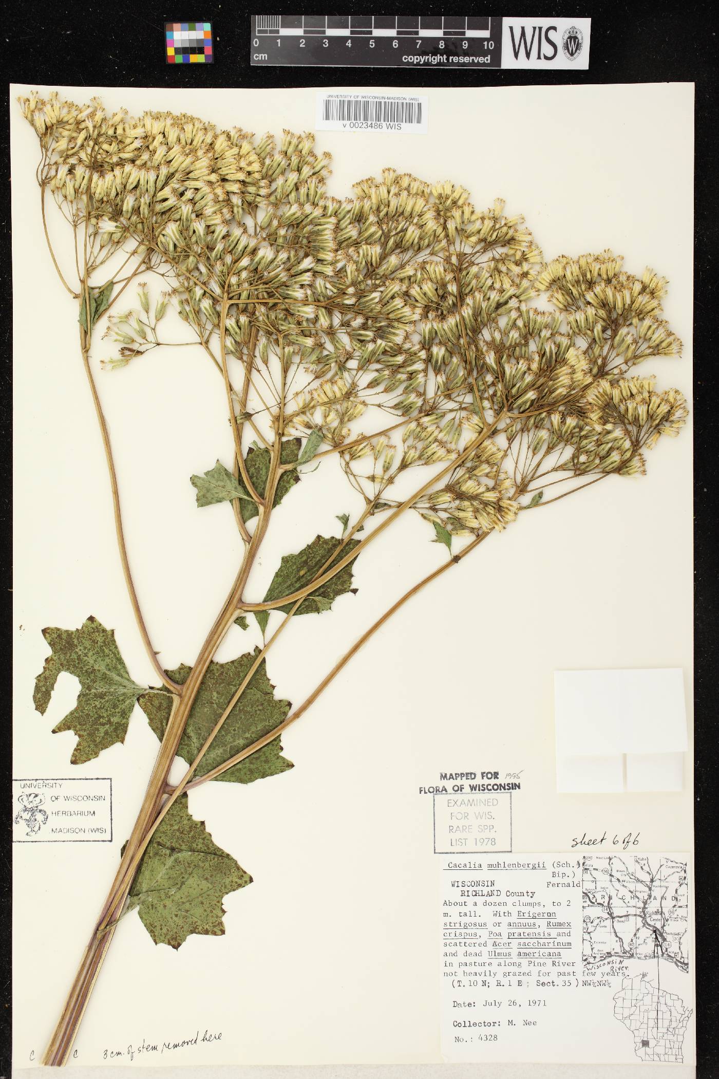 Arnoglossum reniforme image