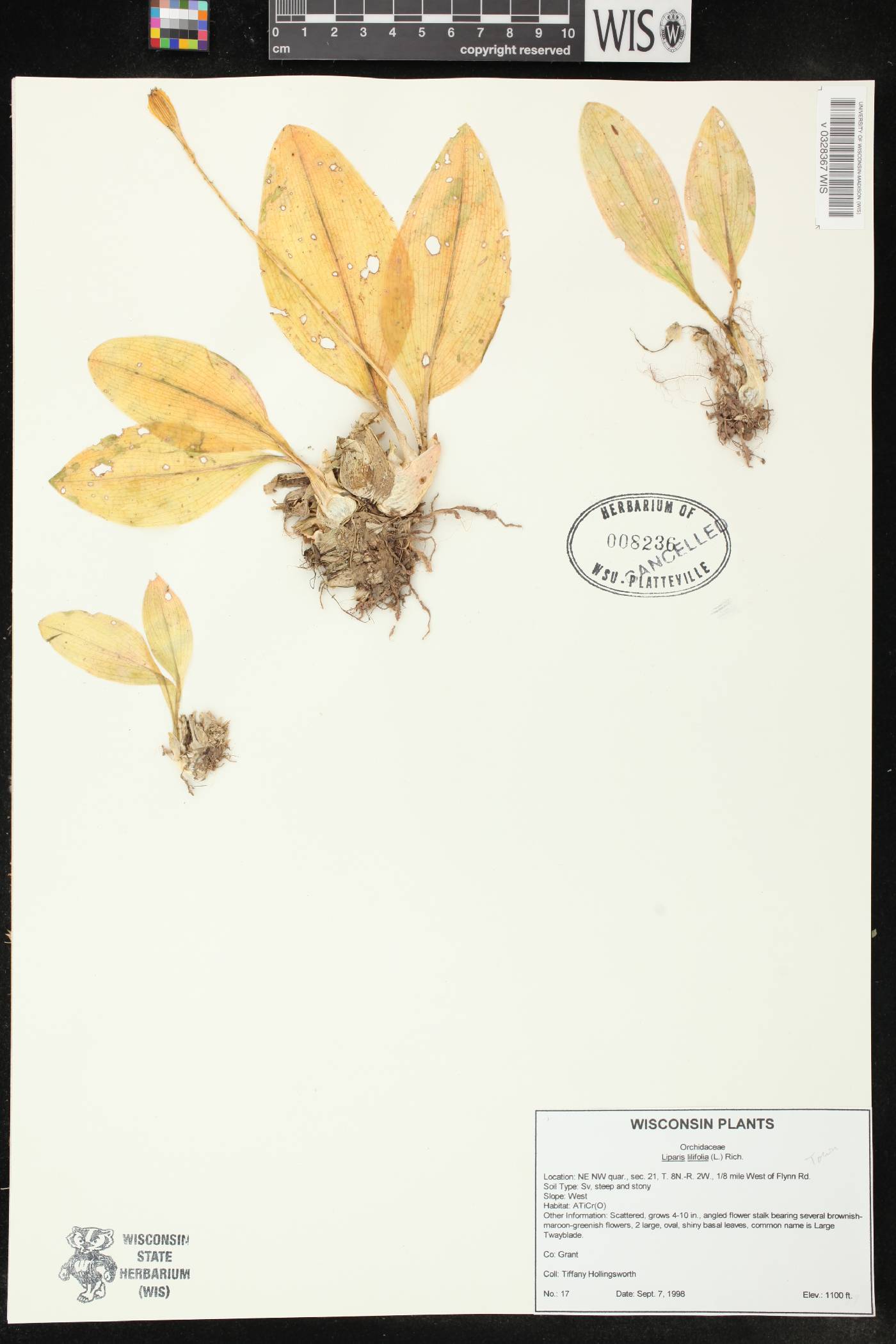 Liparis liliifolia image