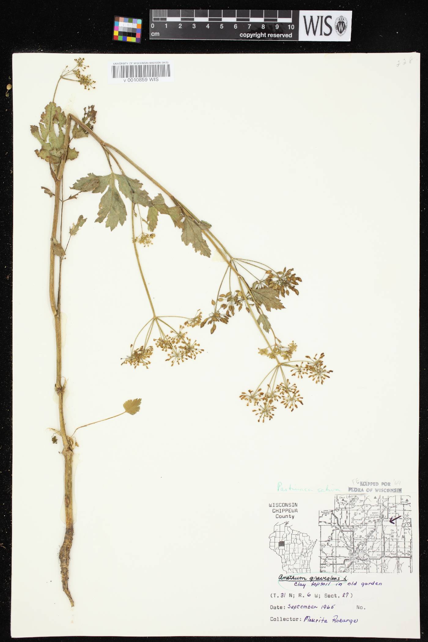 Pastinaca sativa image