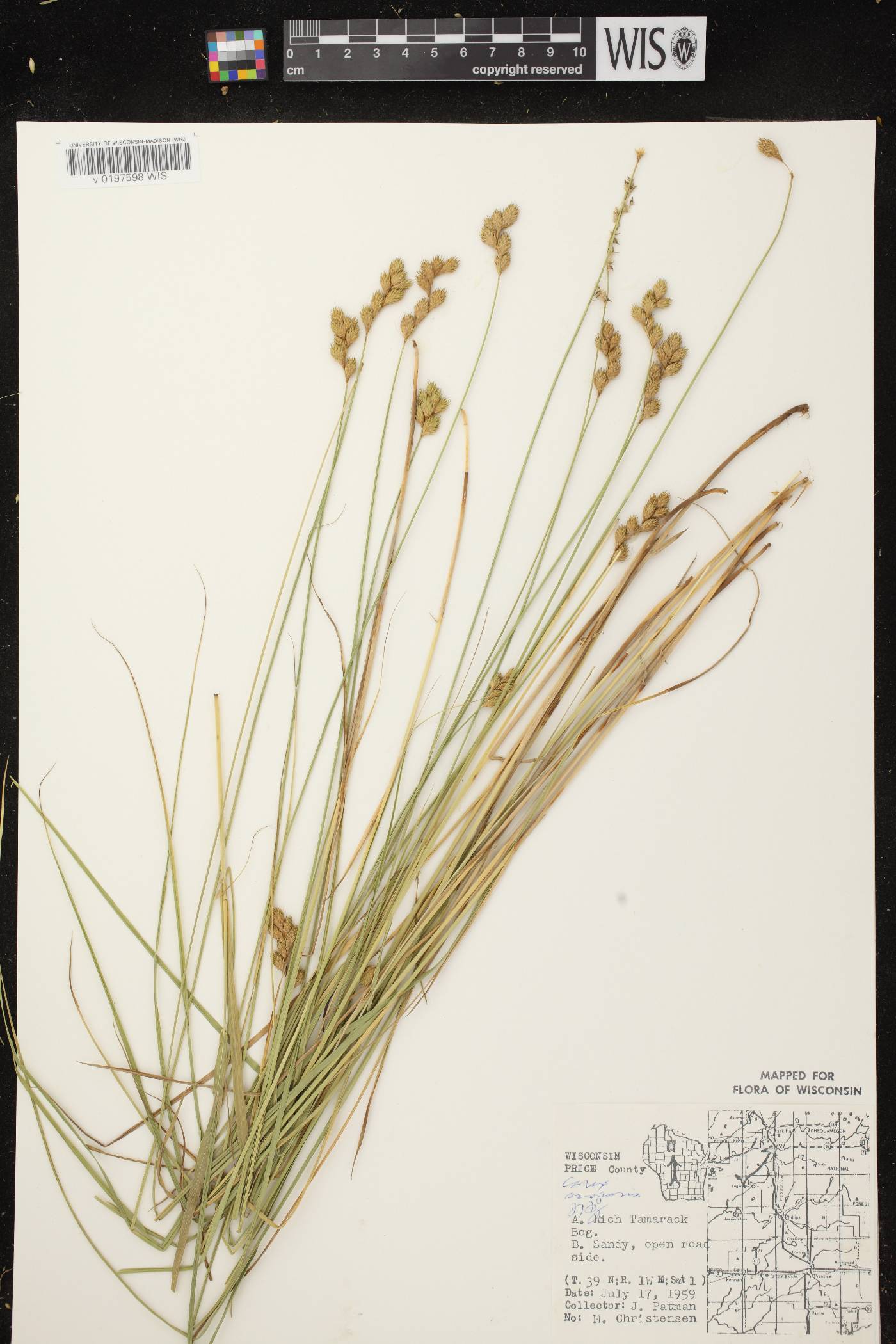 Carex scoparia var. scoparia image