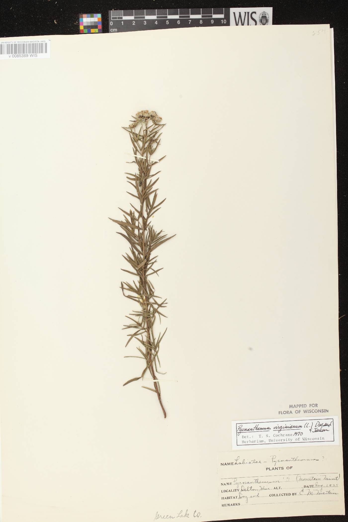 Pycnanthemum virginianum image