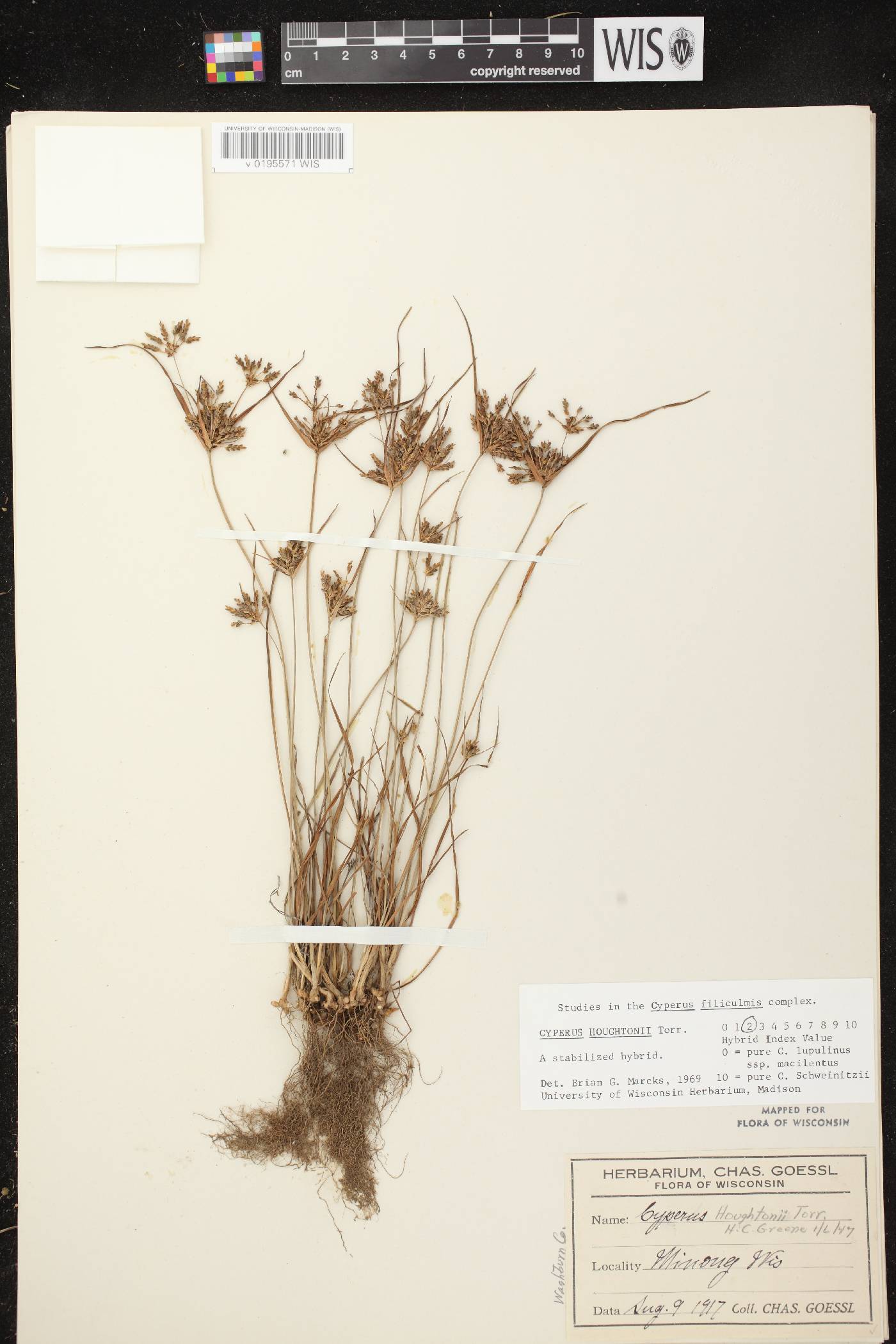 Cyperus houghtonii image