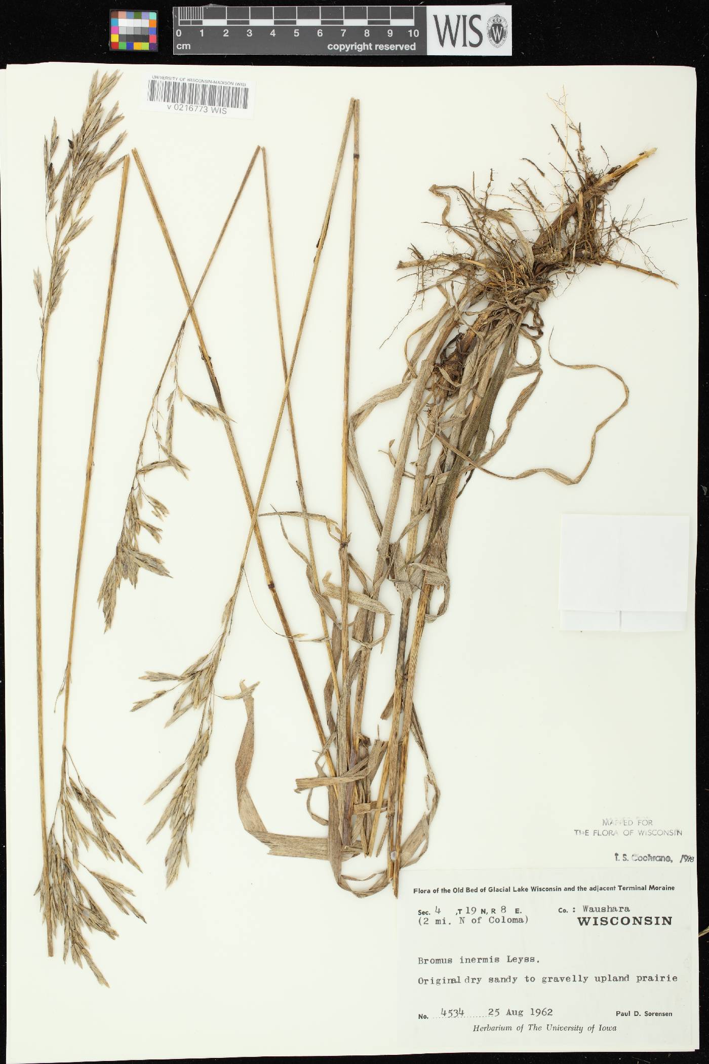 Bromus inermis image