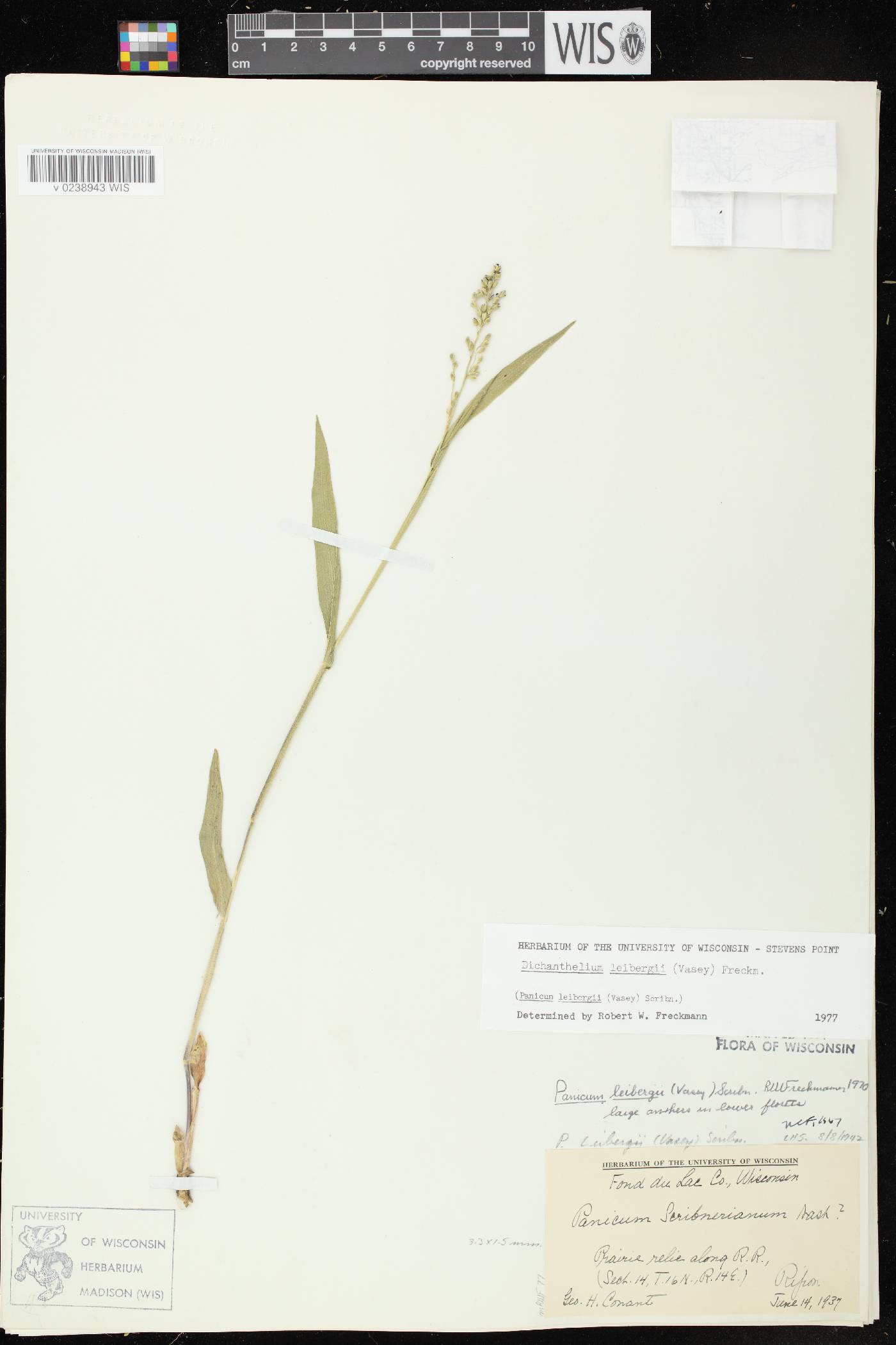 Dichanthelium leibergii image