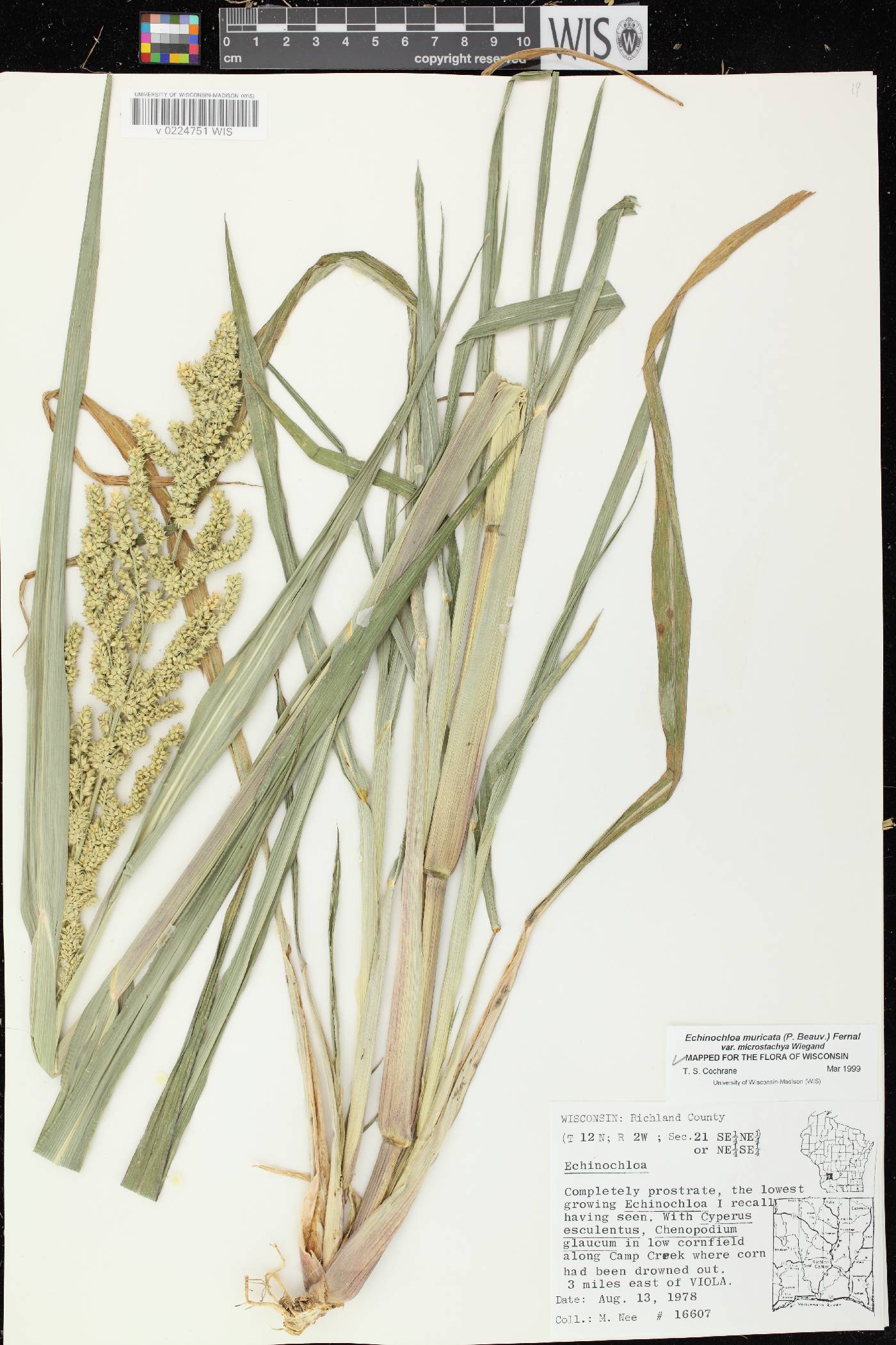 Echinochloa muricata var. microstachya image