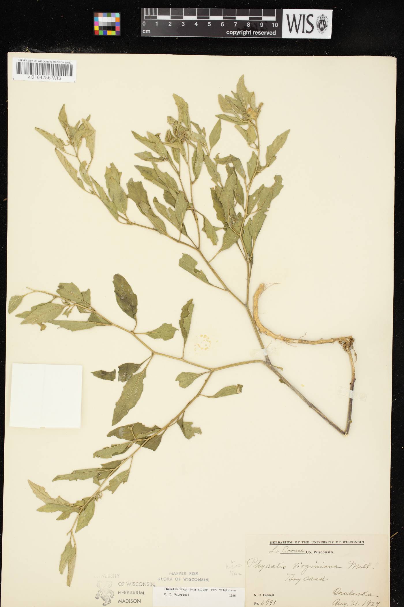 Physalis virginiana image