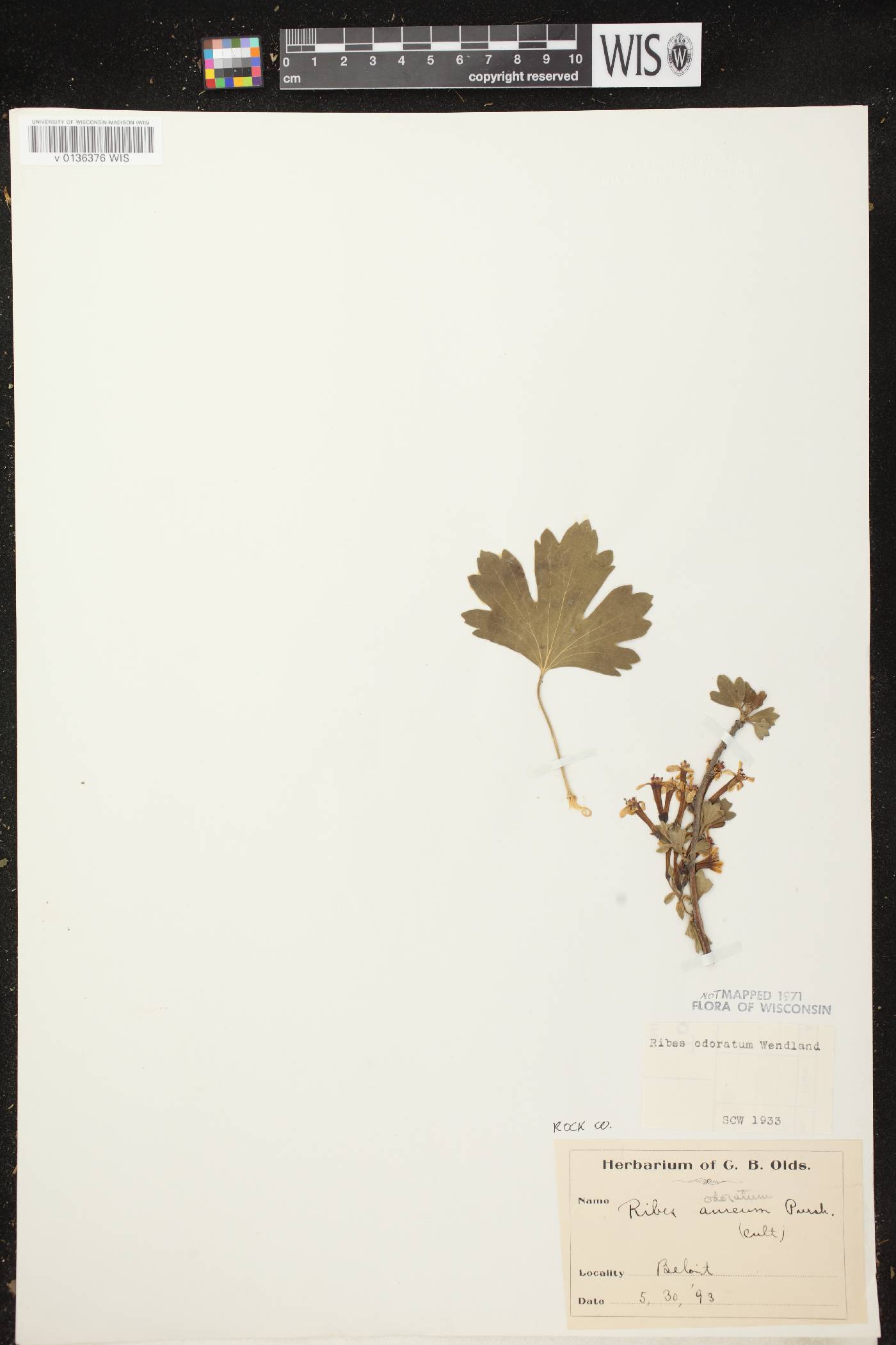 Ribes aureum var. villosum image