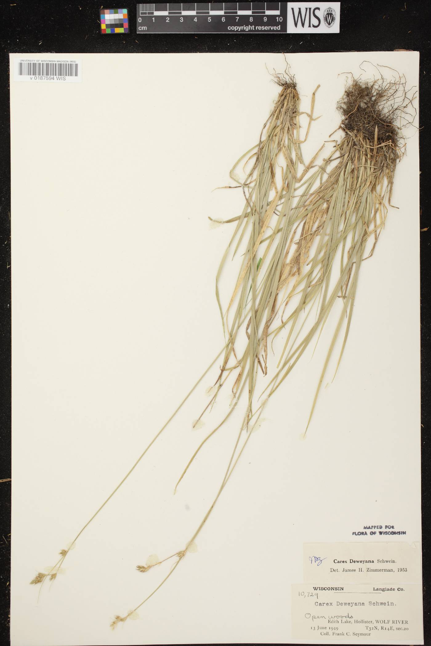 Carex deweyana image