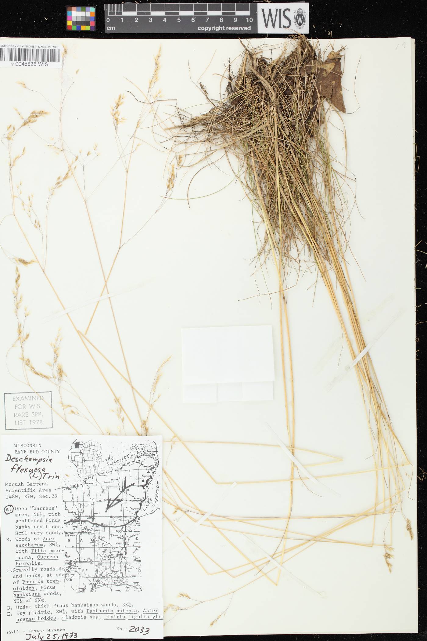 Avenella flexuosa image