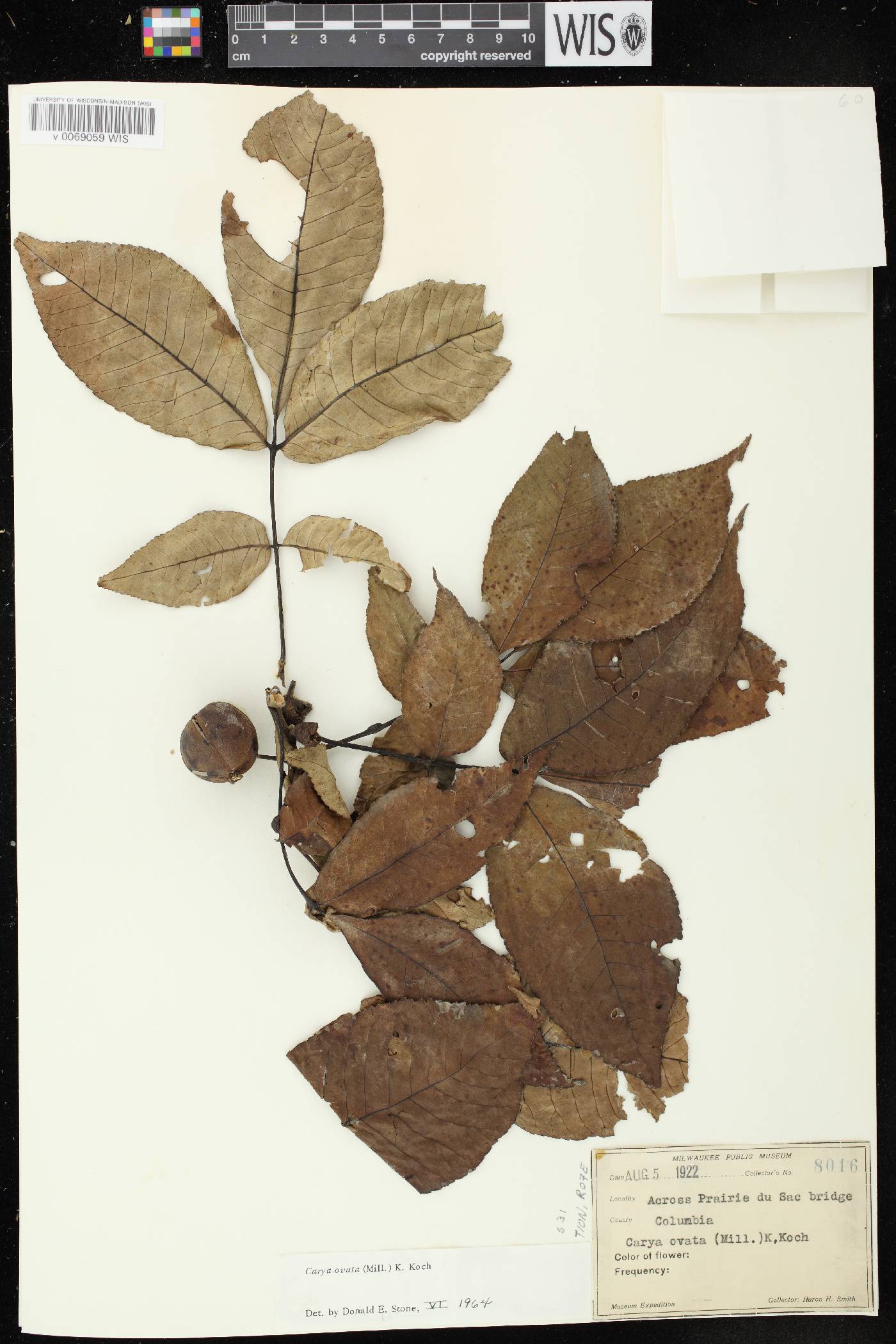 Carya ovata image