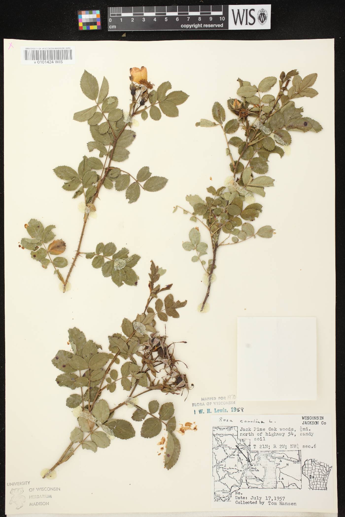 Rosa carolina image