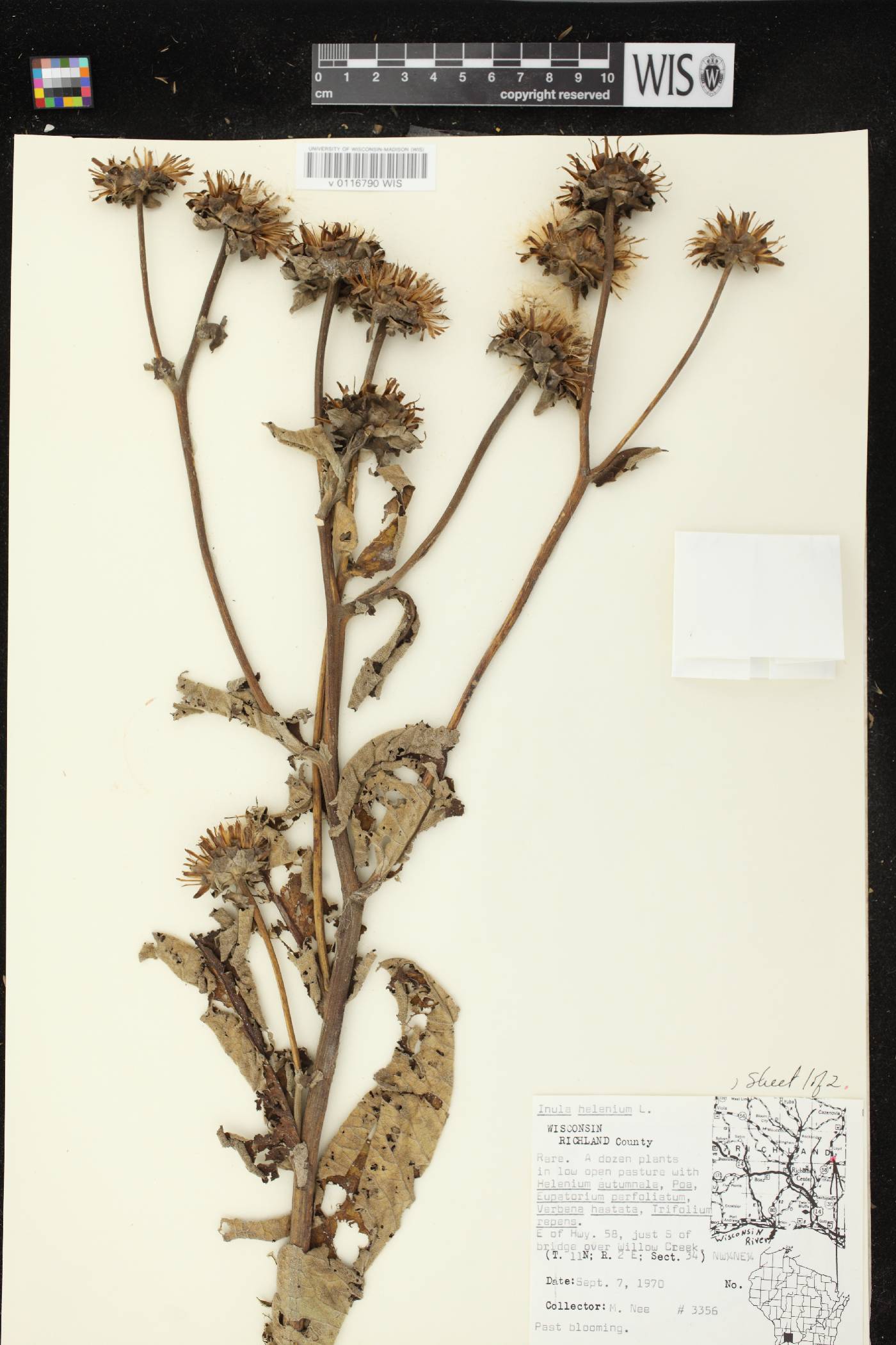 Inula helenium image