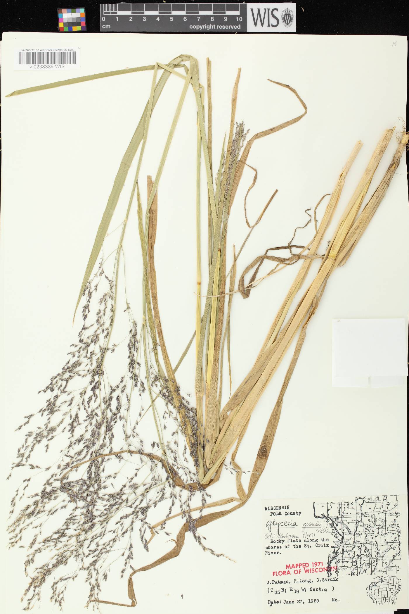 Glyceria grandis image