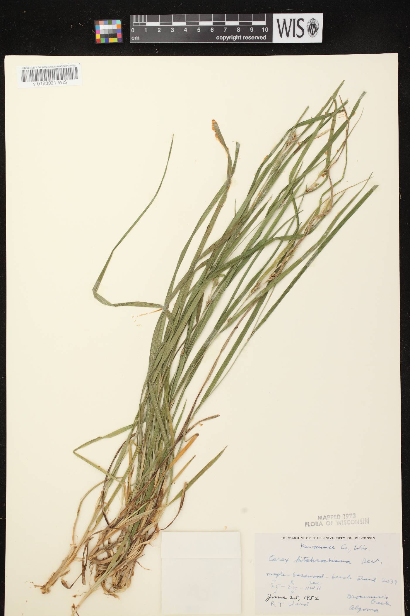 Carex hitchcockiana image