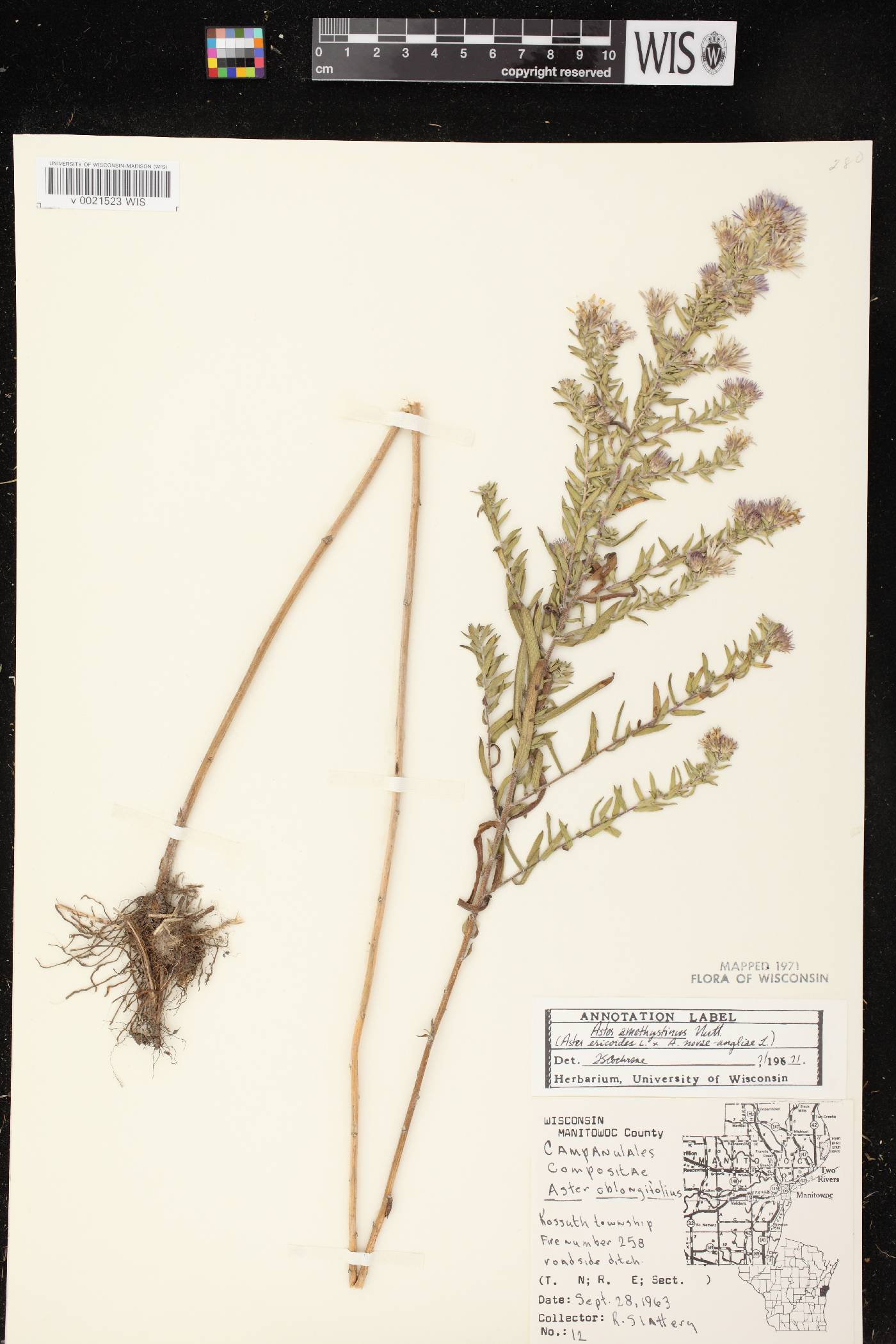 Symphyotrichum X amethystinum image
