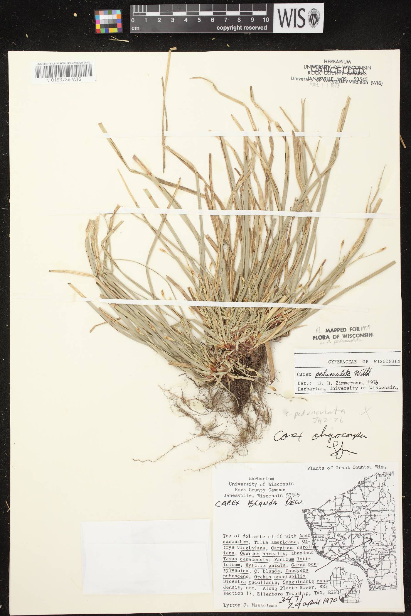 Carex pedunculata image