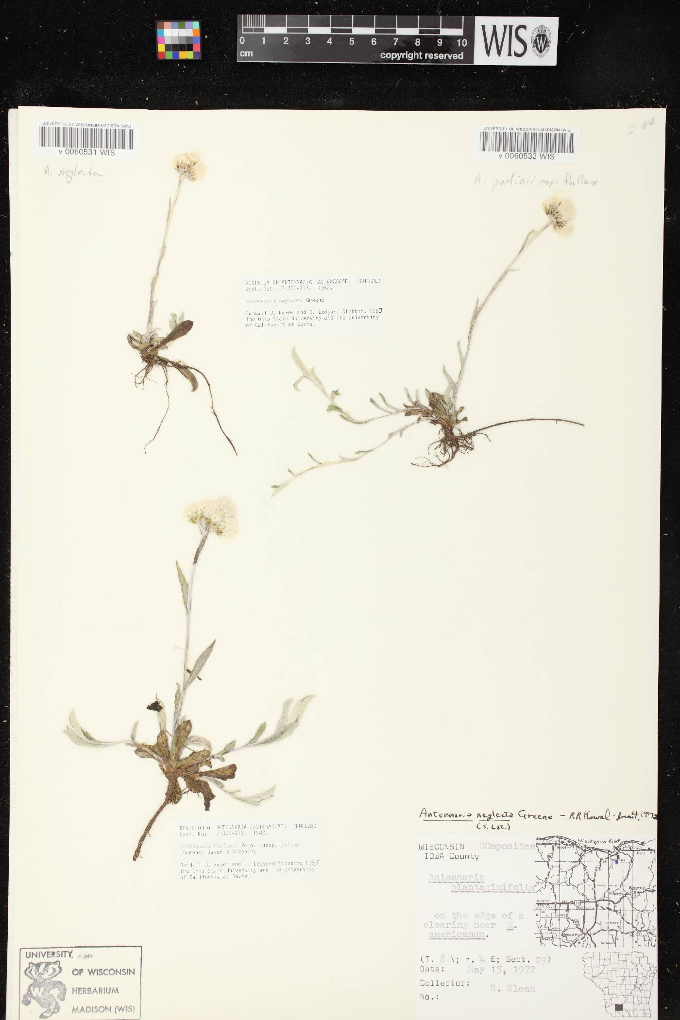 Antennaria neglecta image