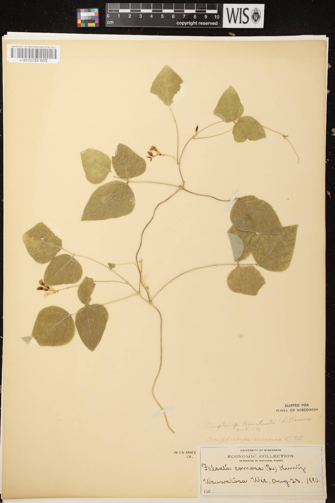 Amphicarpaea bracteata image
