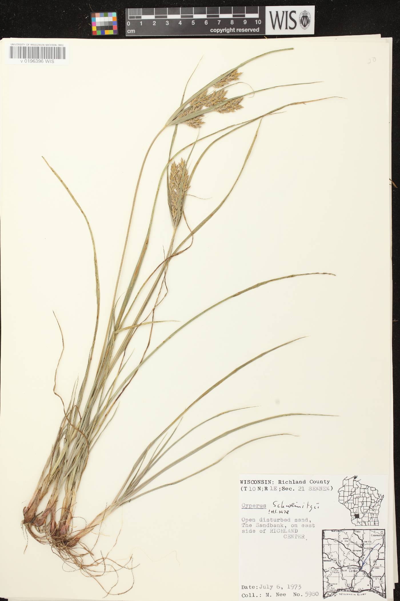 Cyperus schweinitzii image