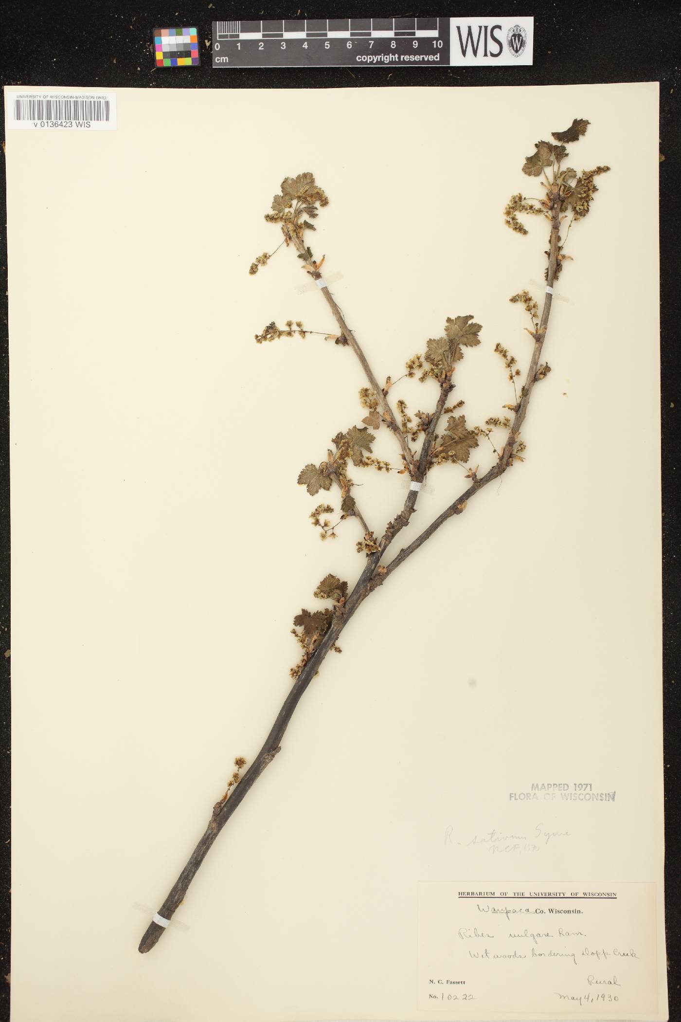 Ribes rubrum image