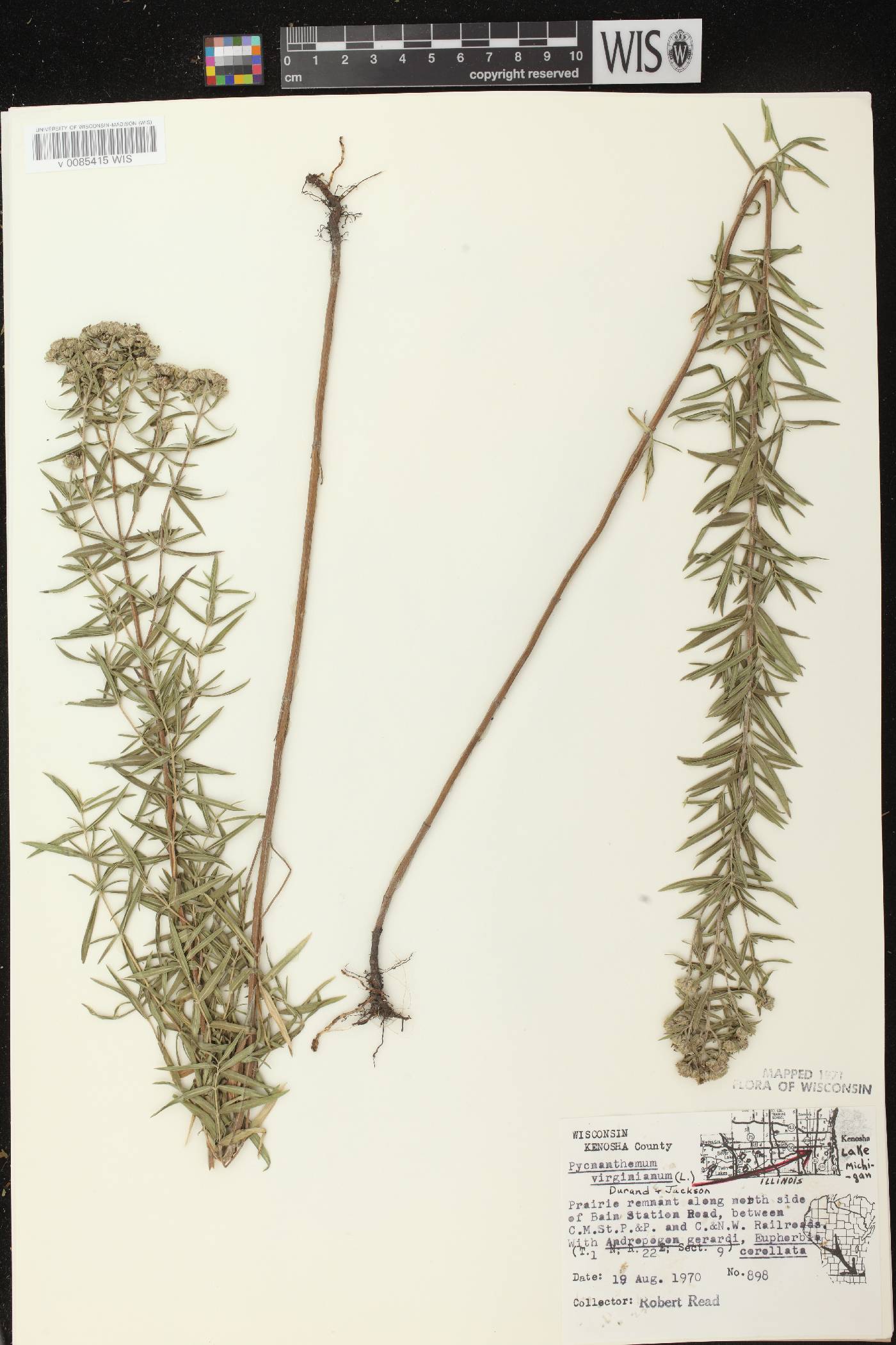 Pycnanthemum virginianum image
