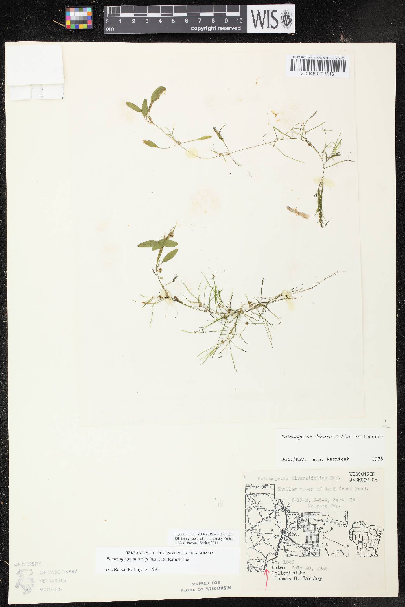 Potamogeton diversifolius image