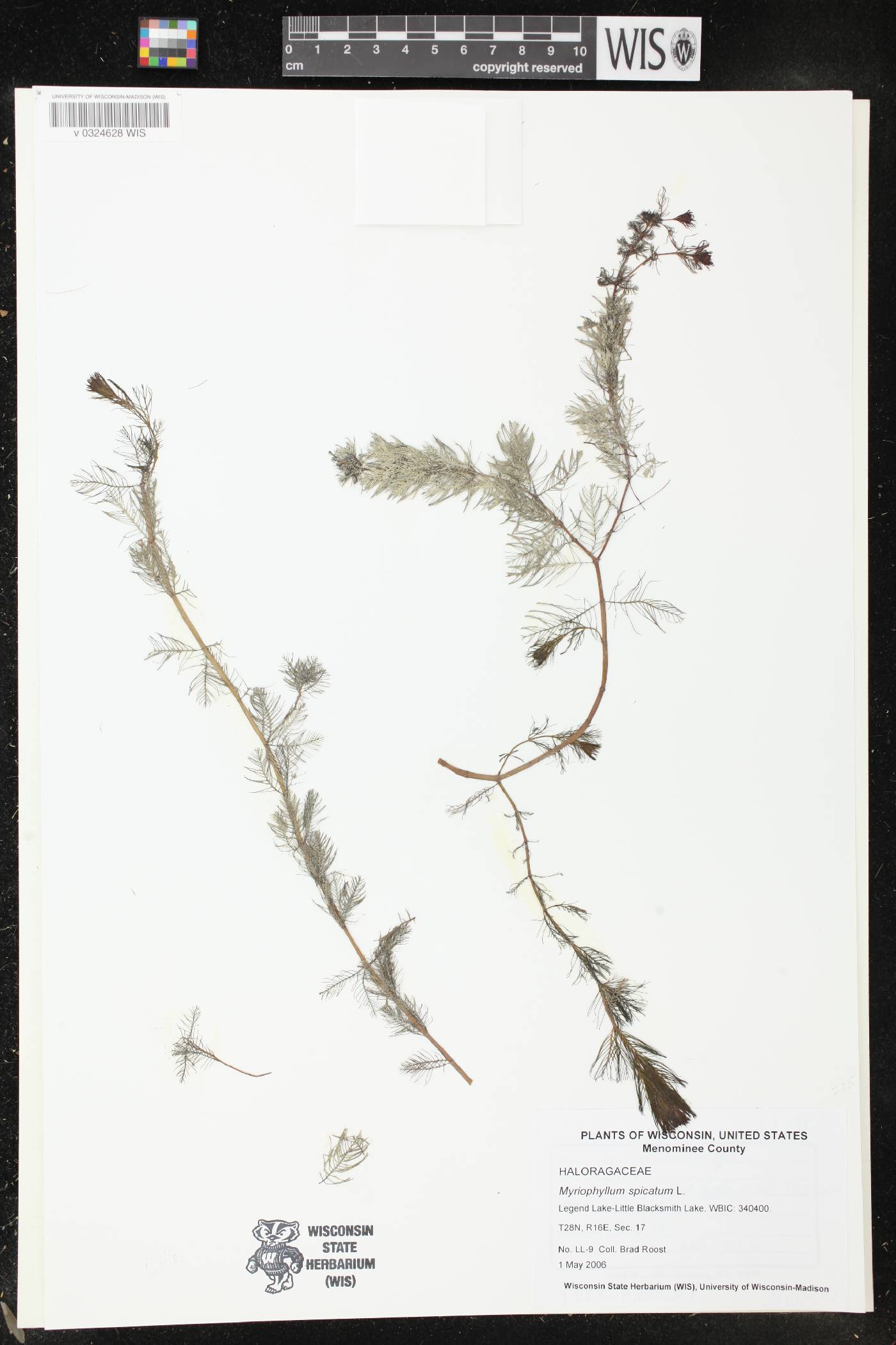 Myriophyllum spicatum image