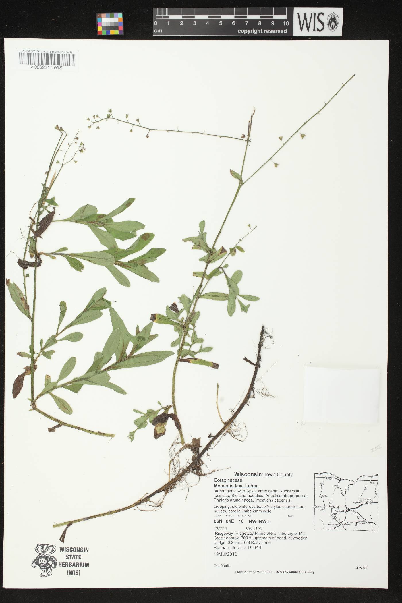 Myosotis laxa image